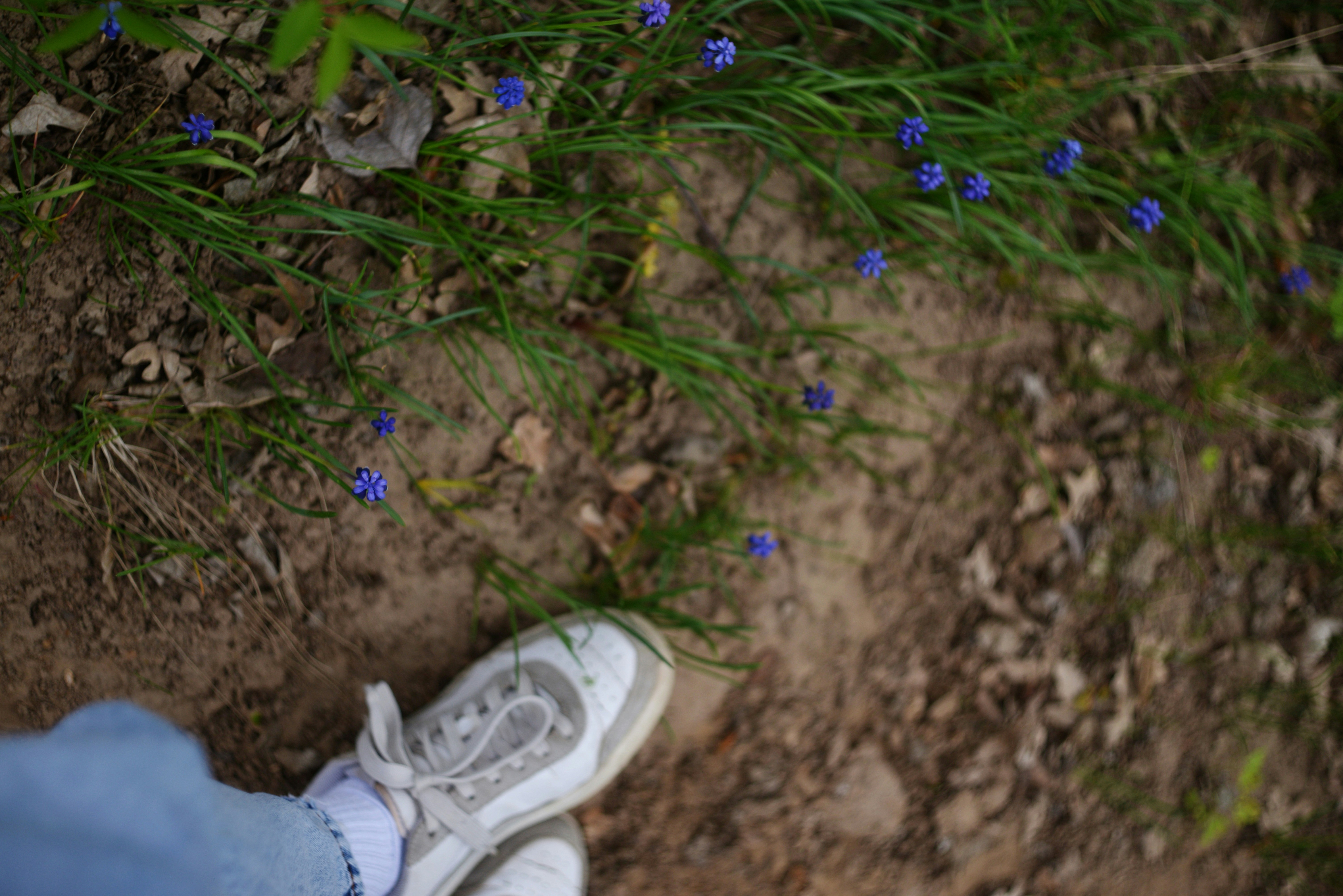 小さな青い花のついた道を靴が歩く音。