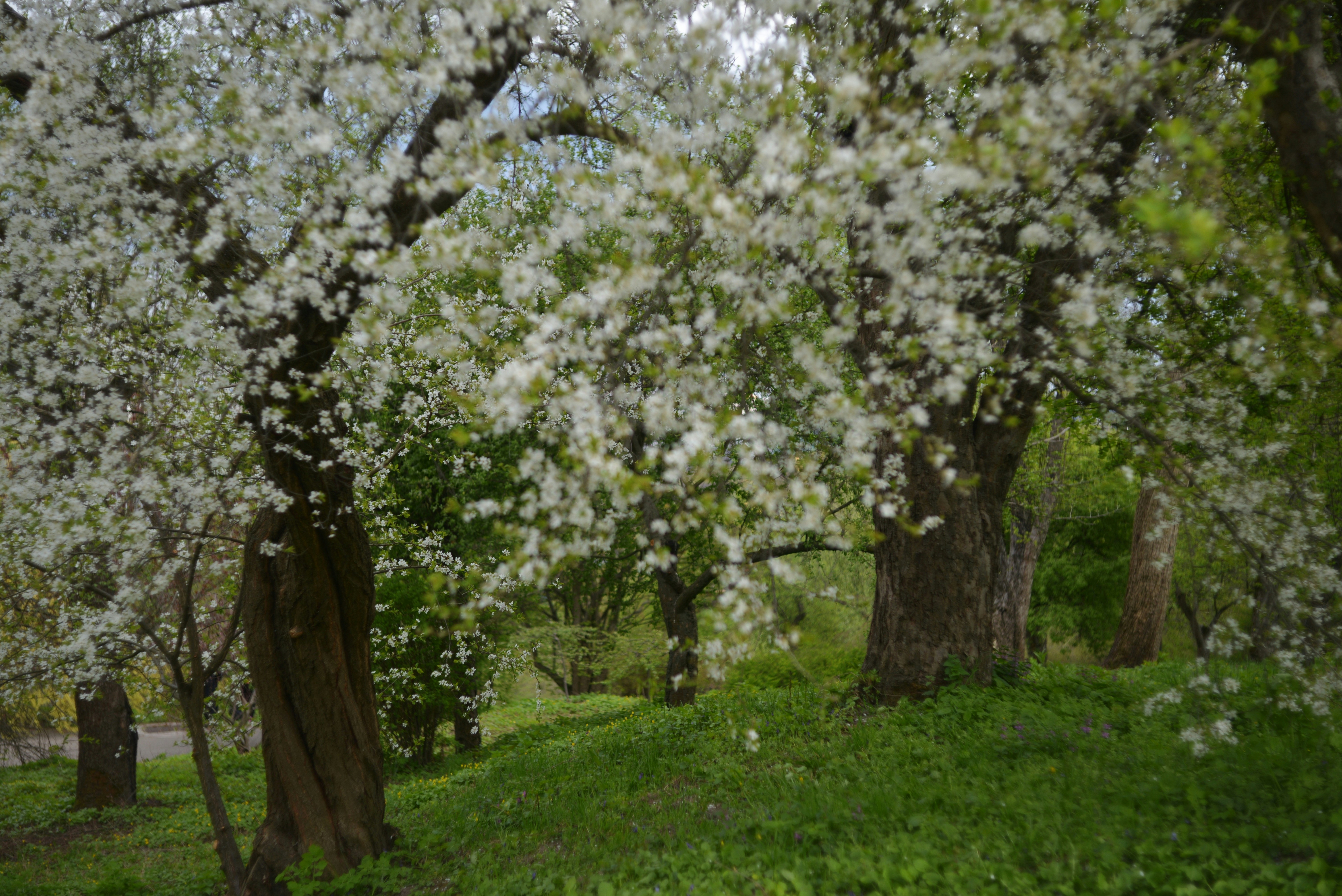 草地に白い花を咲かせた木々。