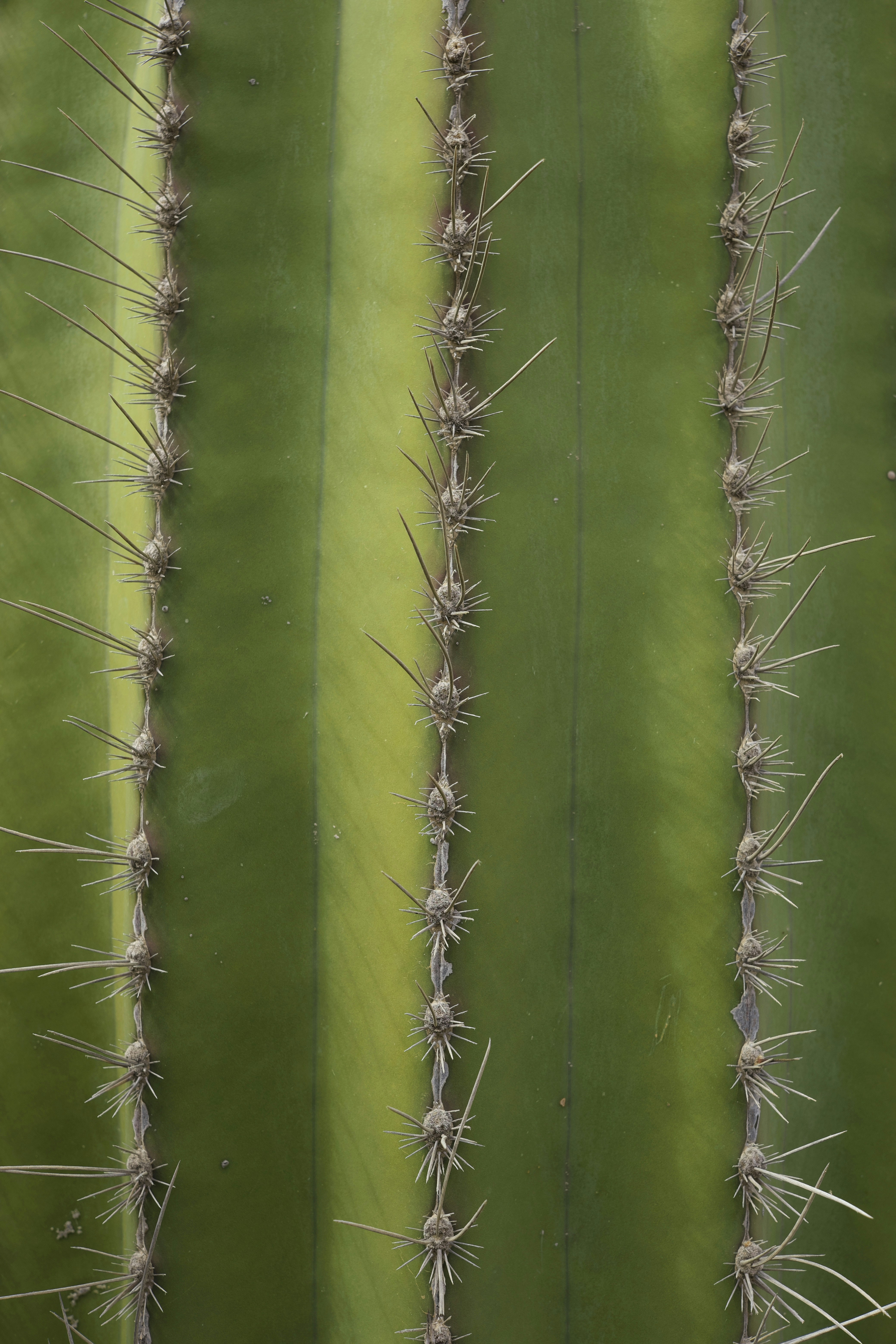 Close-up of a green cactus with sharp spines. photo  Free Texture Image on  Unsplash