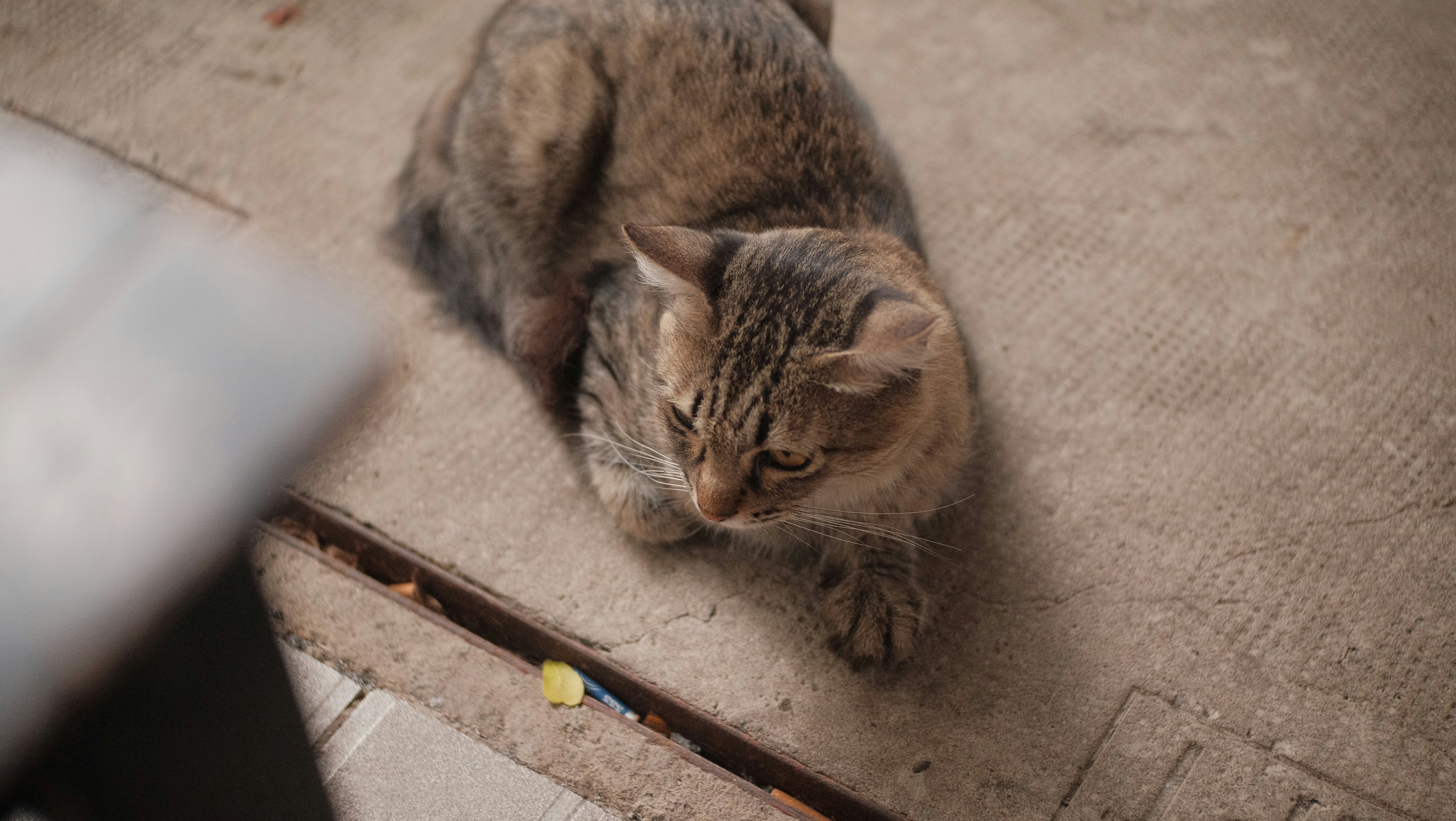 Seekor kucing tabby bersandar di permukaan beton.