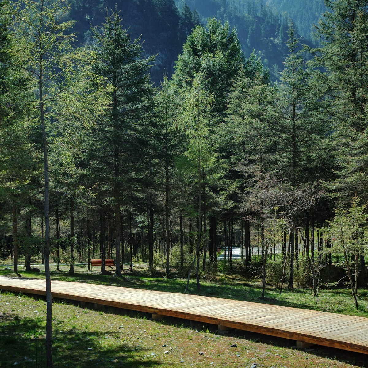 Singletrack trail running through pines on the Grindstone system.
