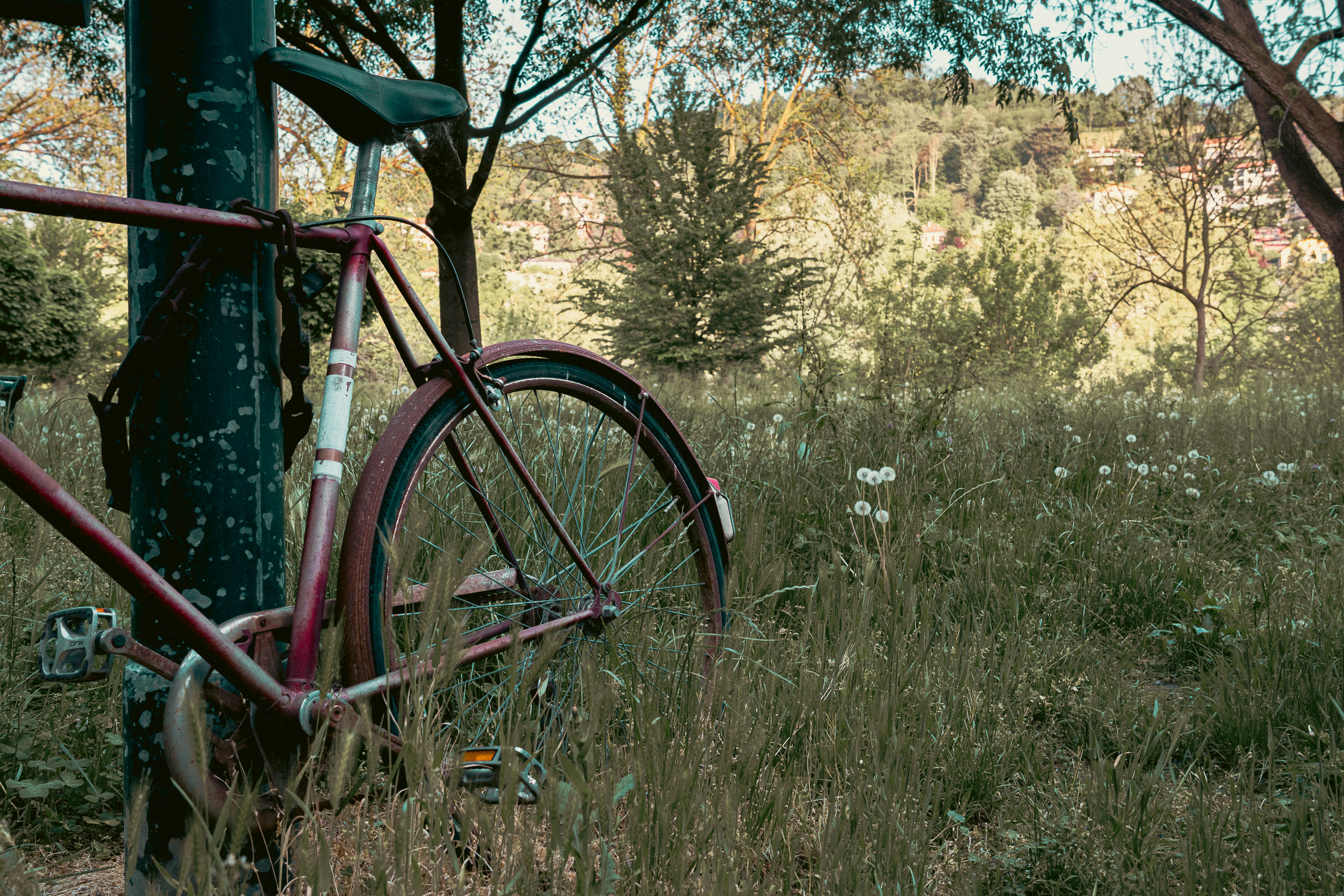 Old bicycle leaning against a tree in overgrown grass