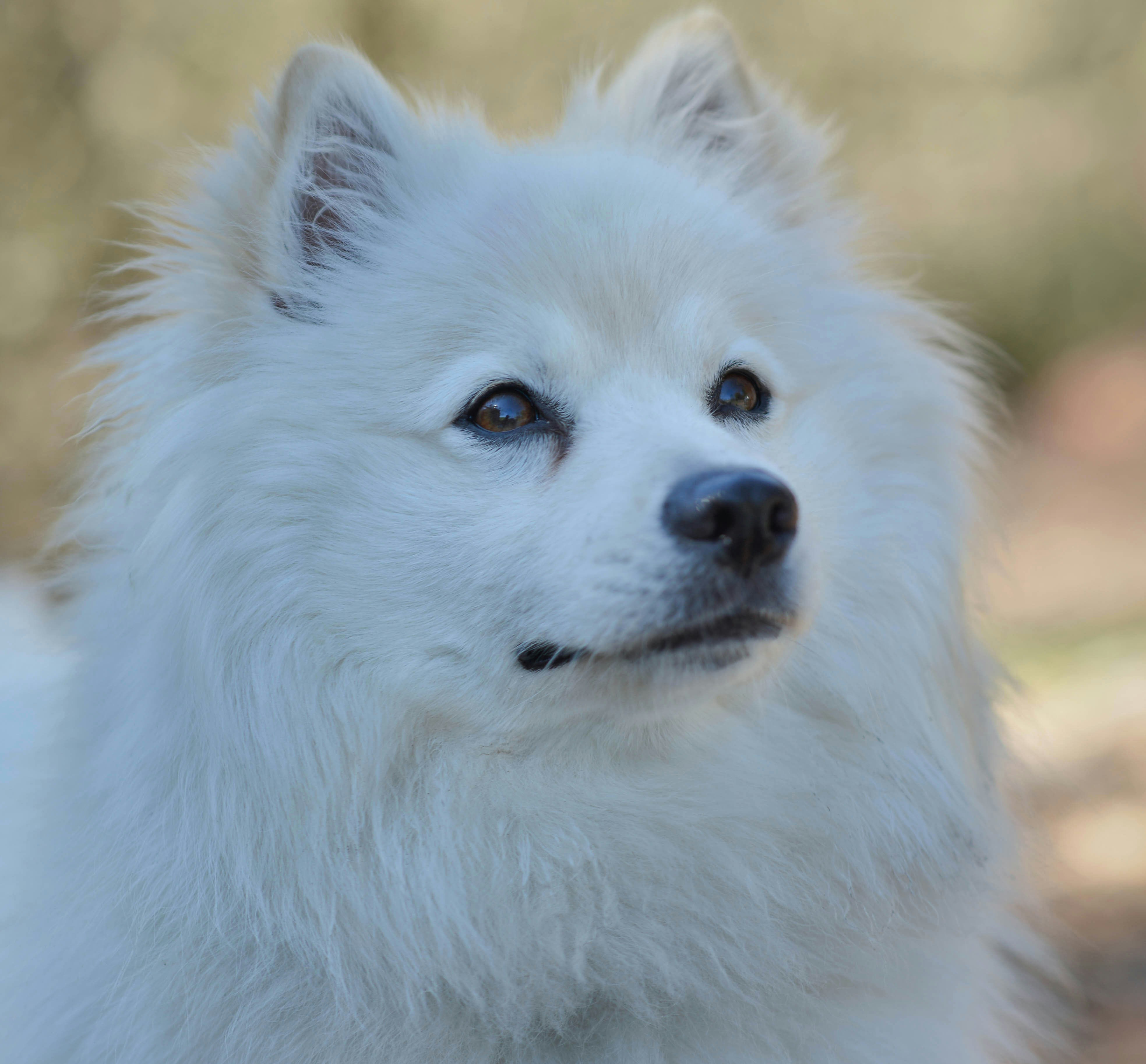 A fluffy white dog with dark eyes looks up.