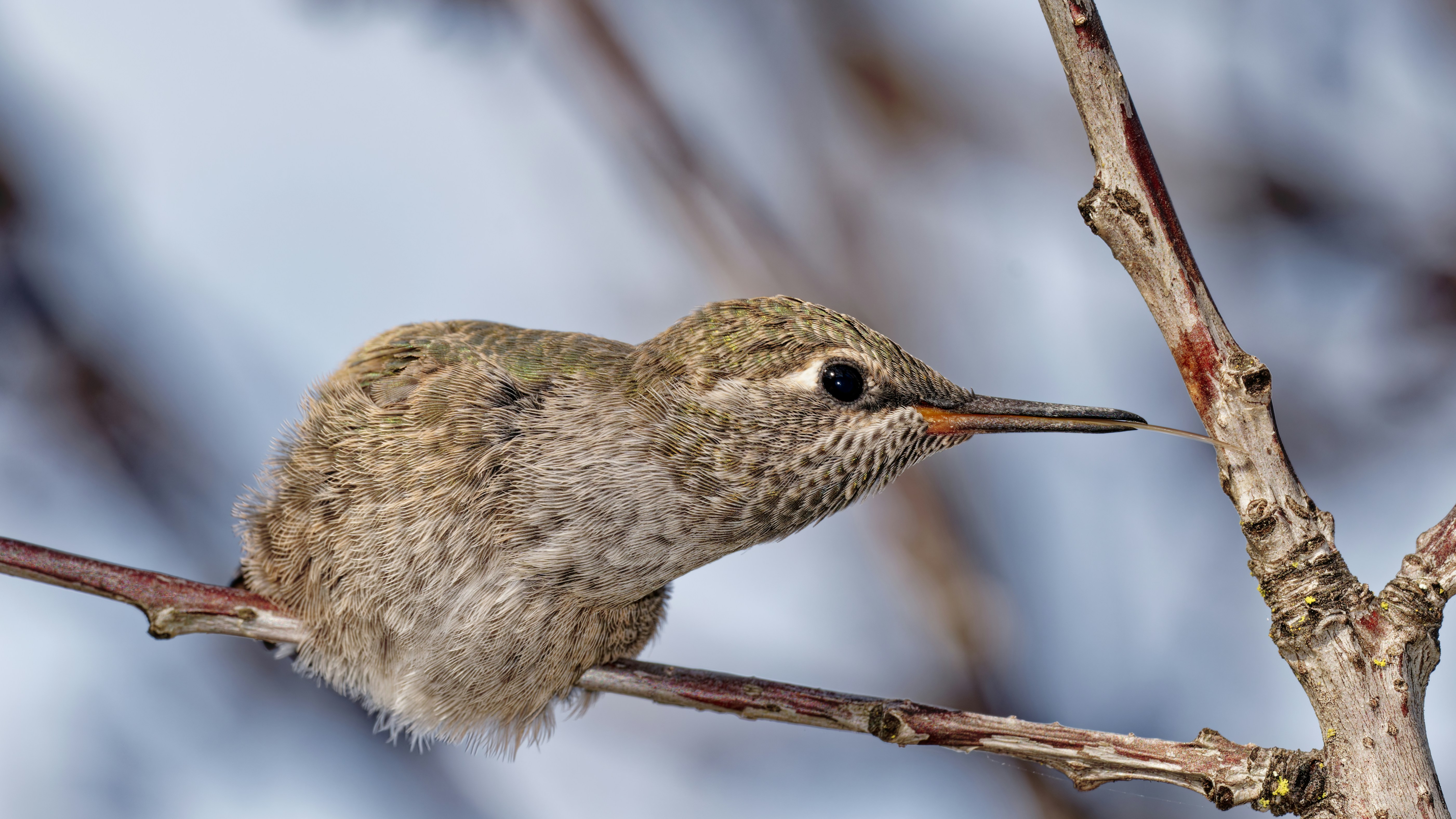 A small hummingbird perched on a bare tree branch.
