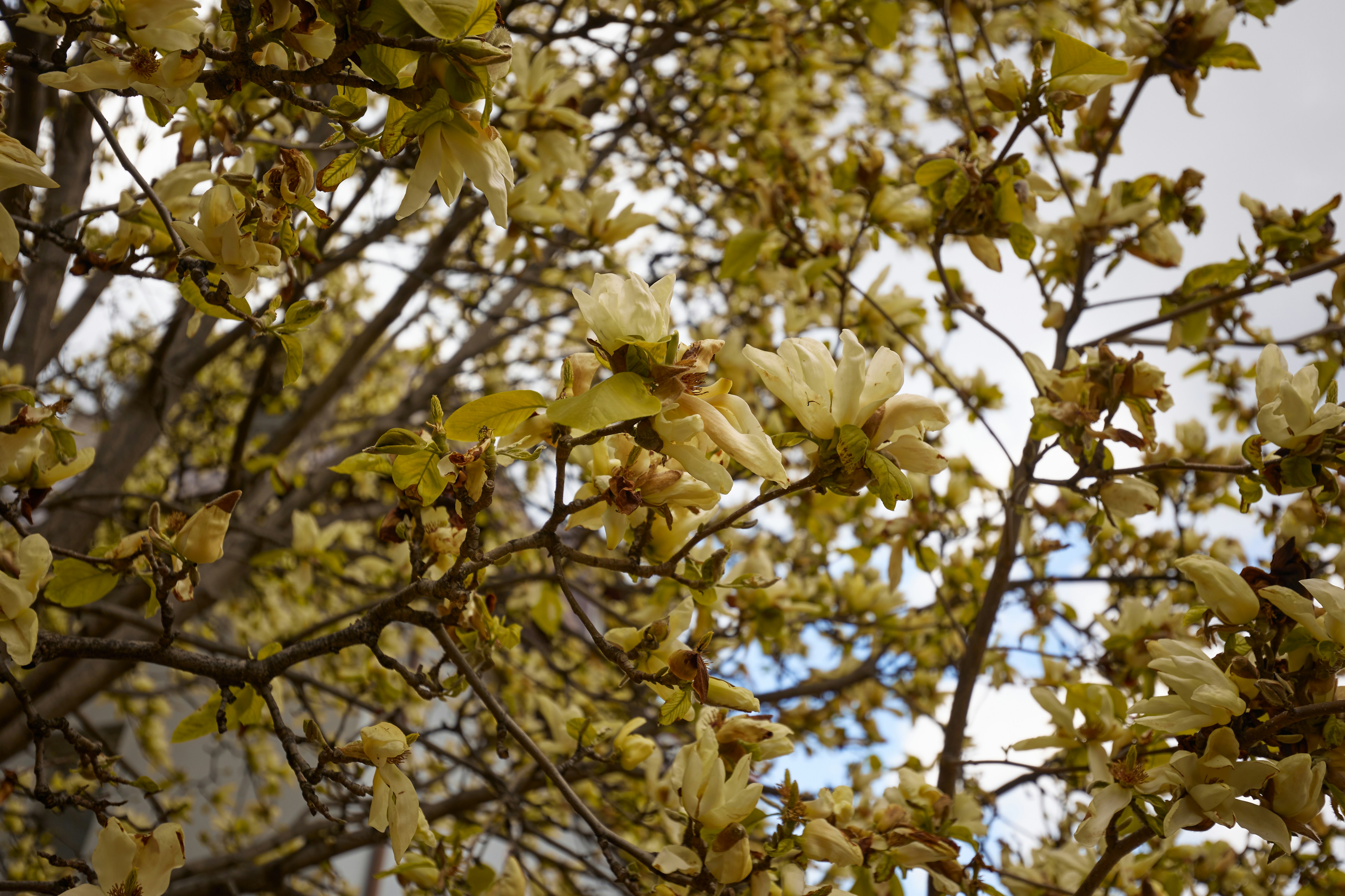Flores amarillo pálido en las ramas de los árboles contra el cielo