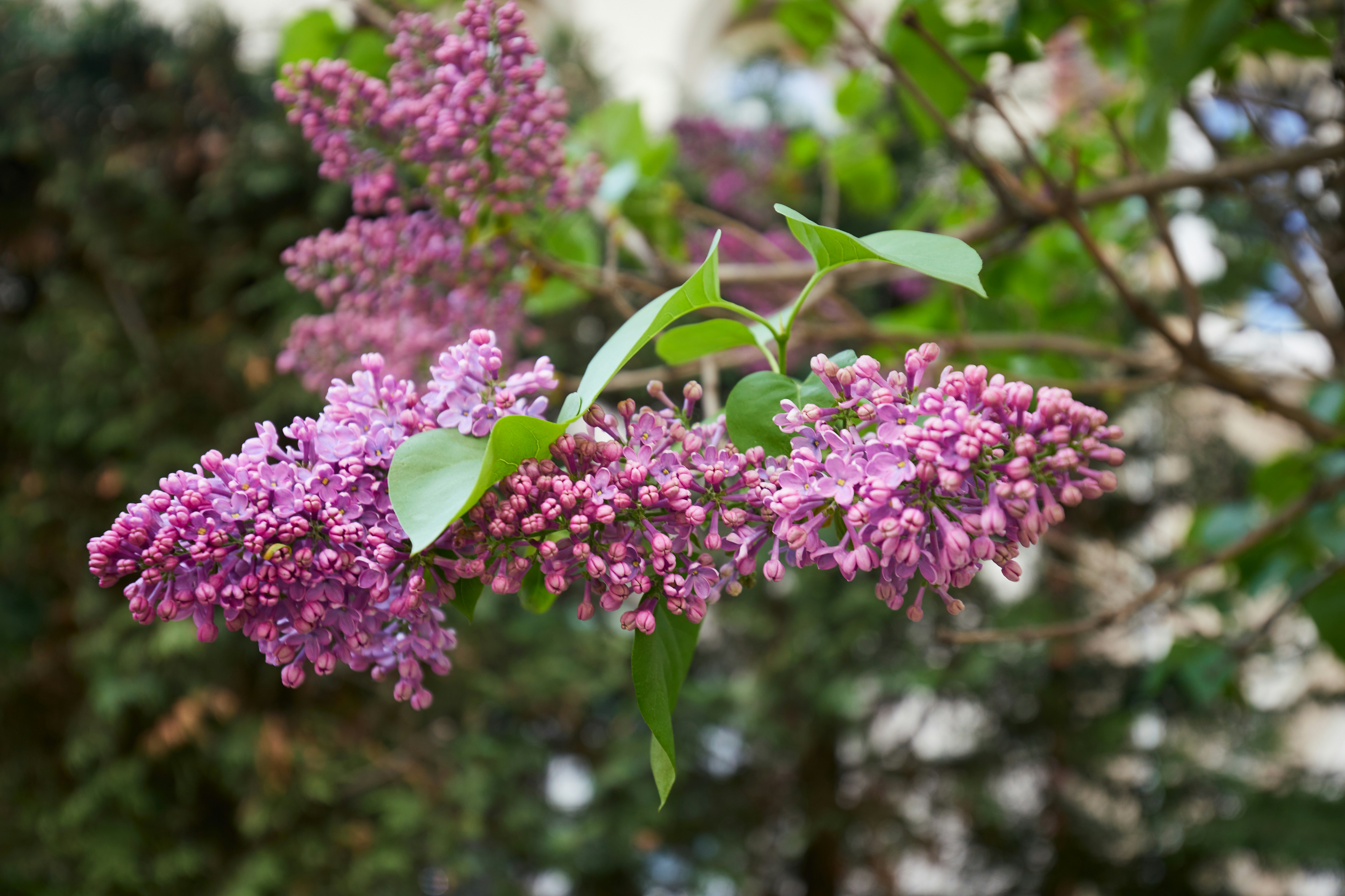 Primer plano de flores lilas moradas floreciendo en una rama.