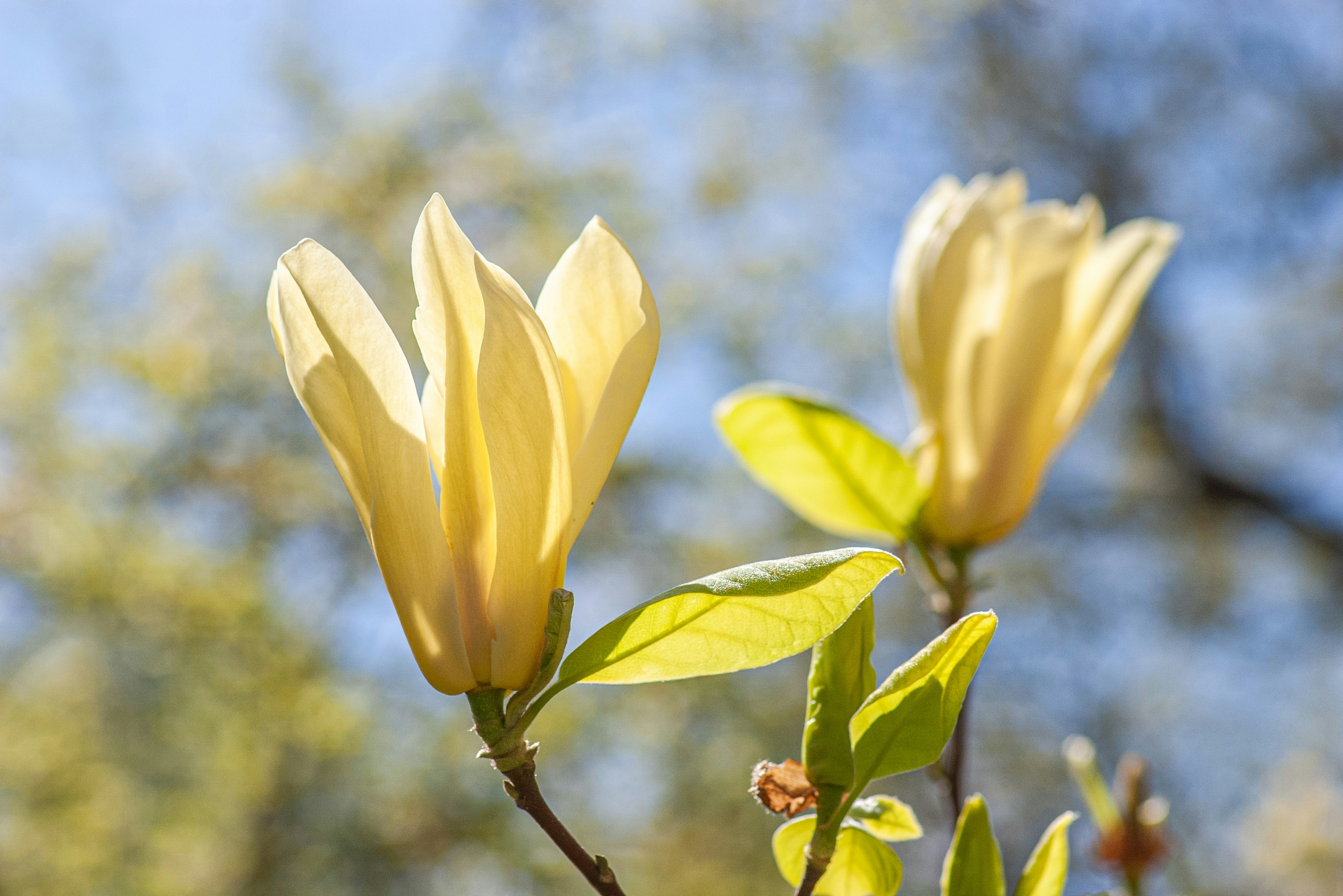 Two yellow magnolia flowers blooming against blue sky - Free Photo on ...