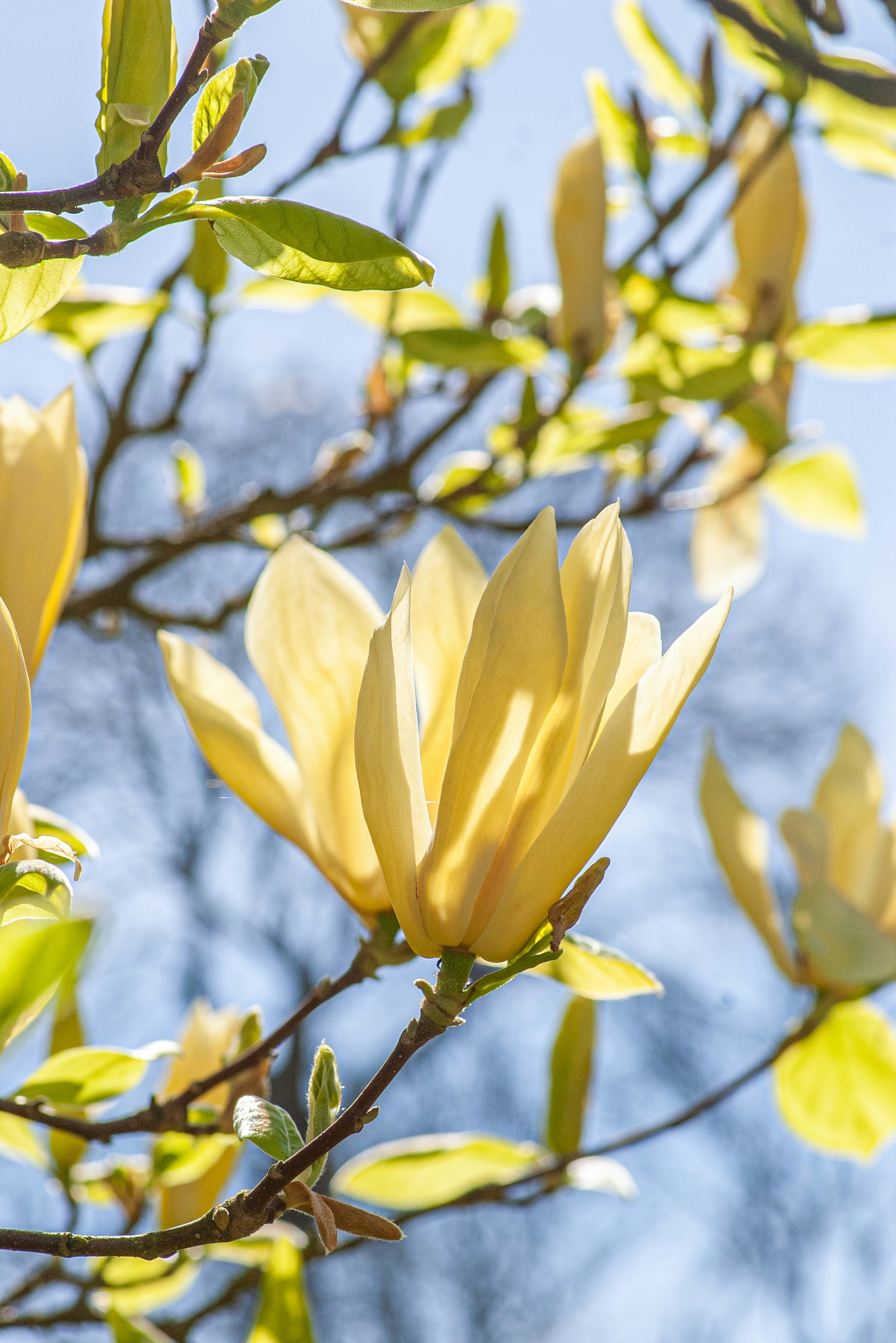 Yellow magnolia flowers bloom on a branch - Free Photo on Unsplash
