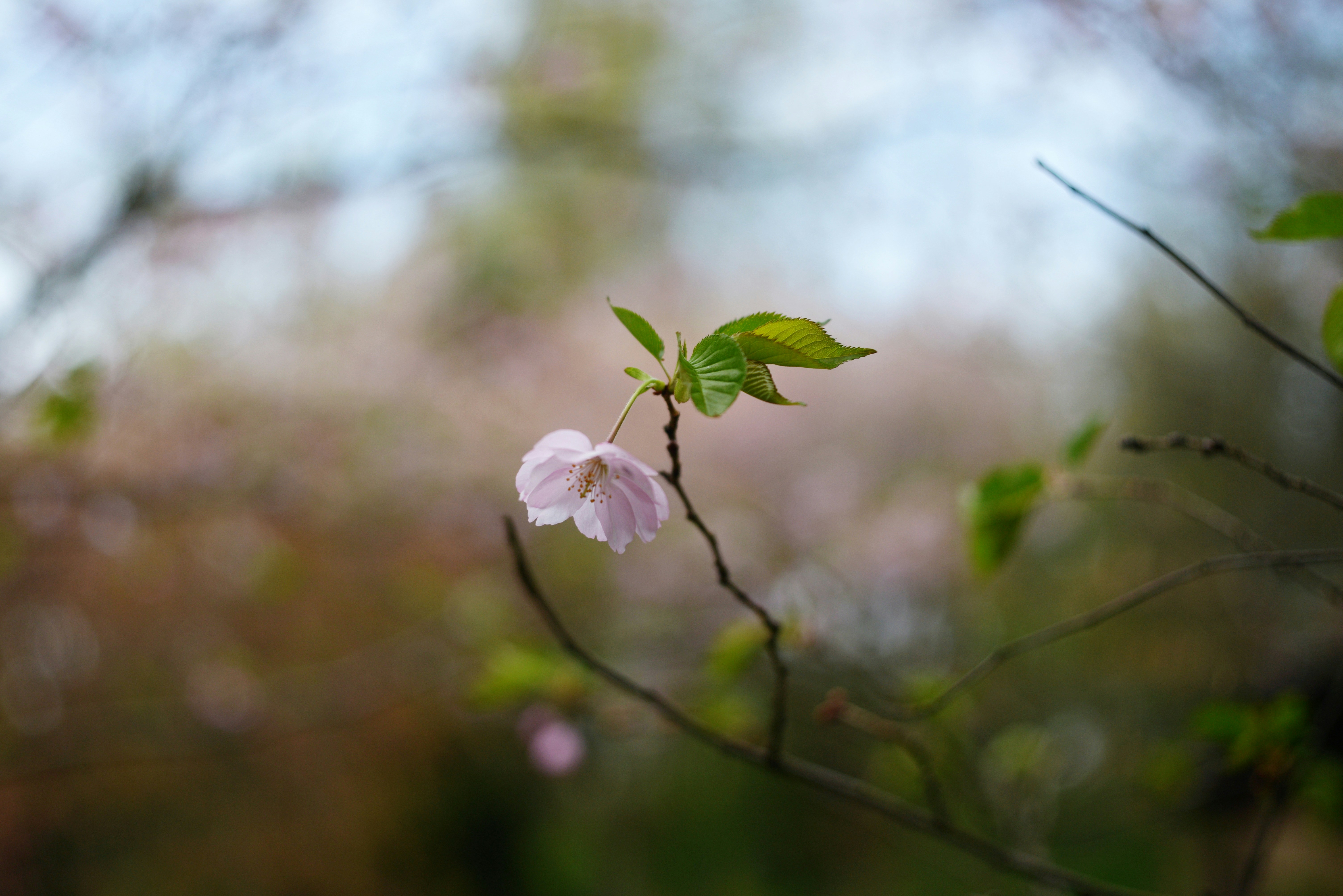 淡いピンク色の桜の花が一本枝にぶら下がっている。