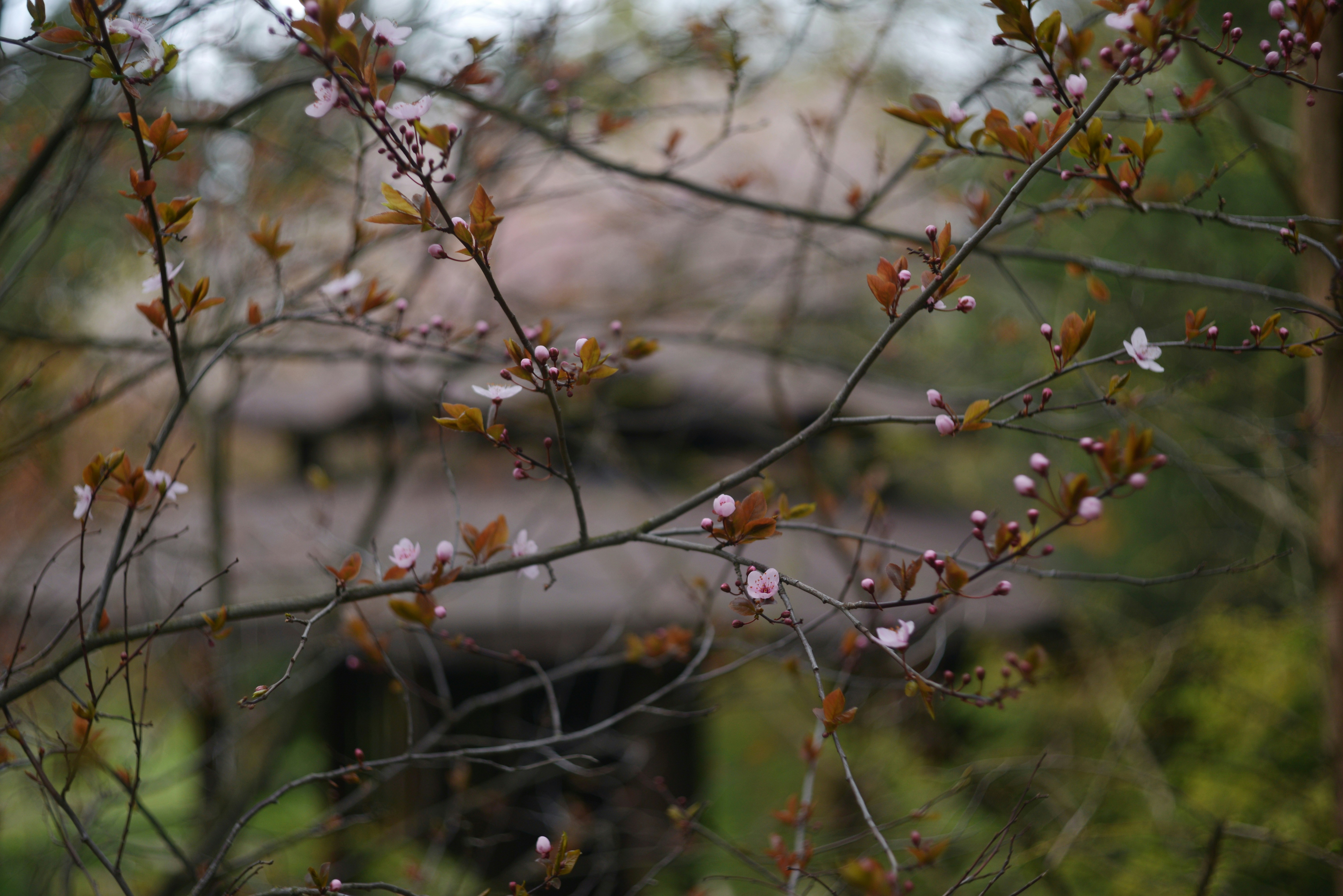 春には木の枝に繊細なピンク色の花が咲く。