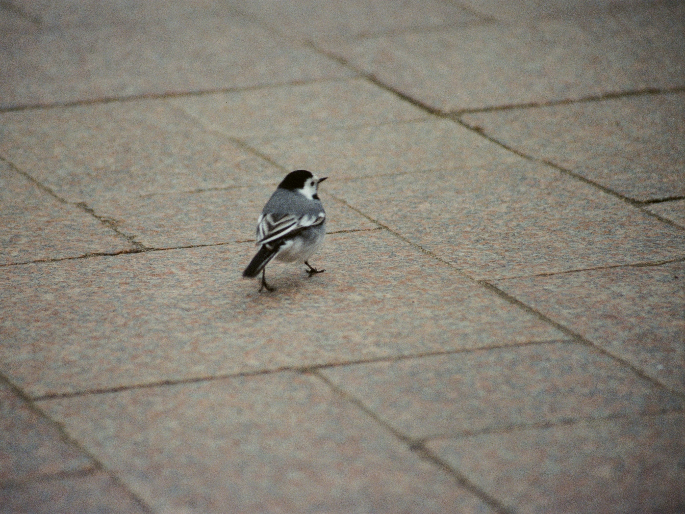 A small bird walks on a paved surface.