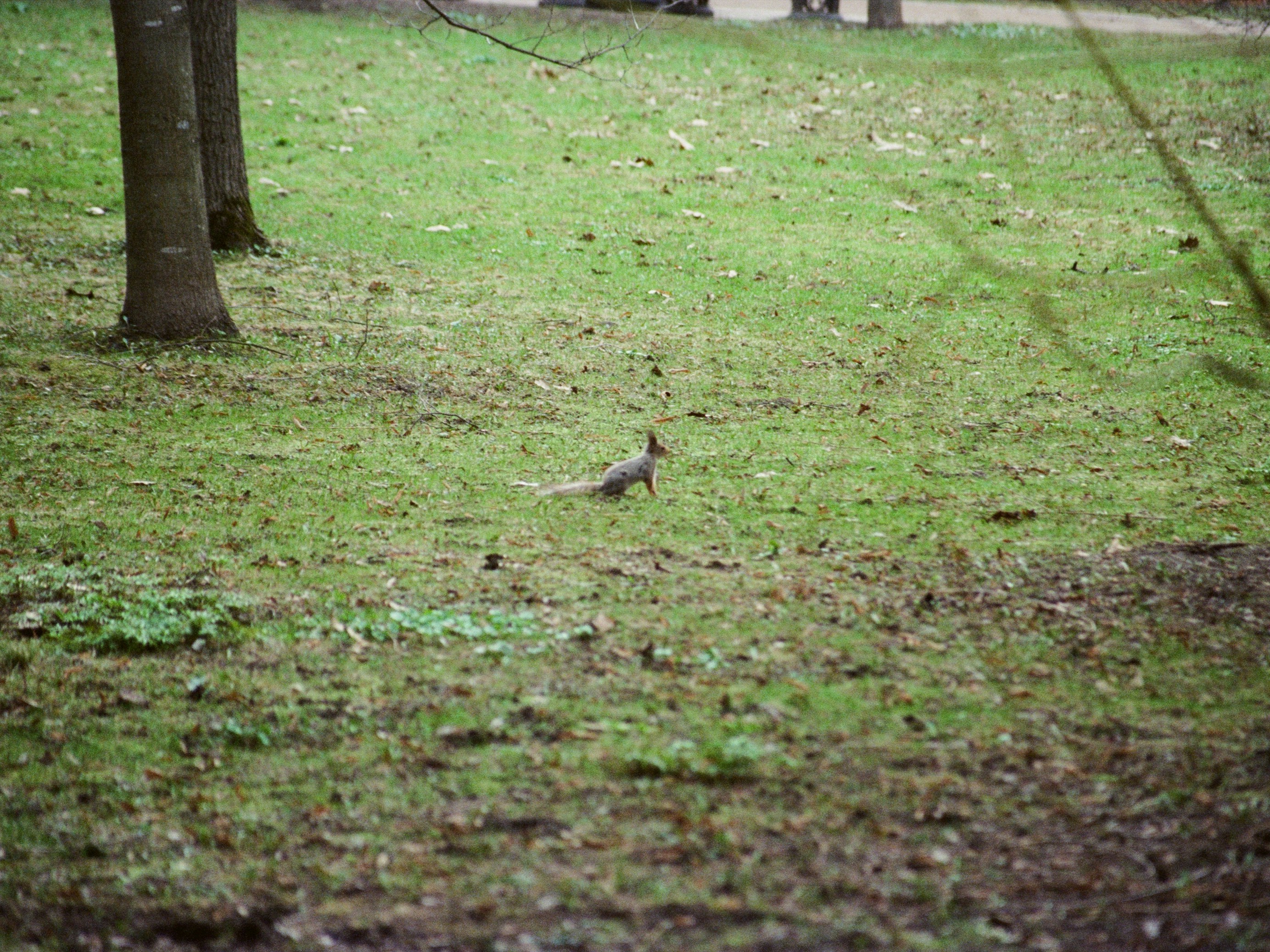 A small bird stands on a grassy field.