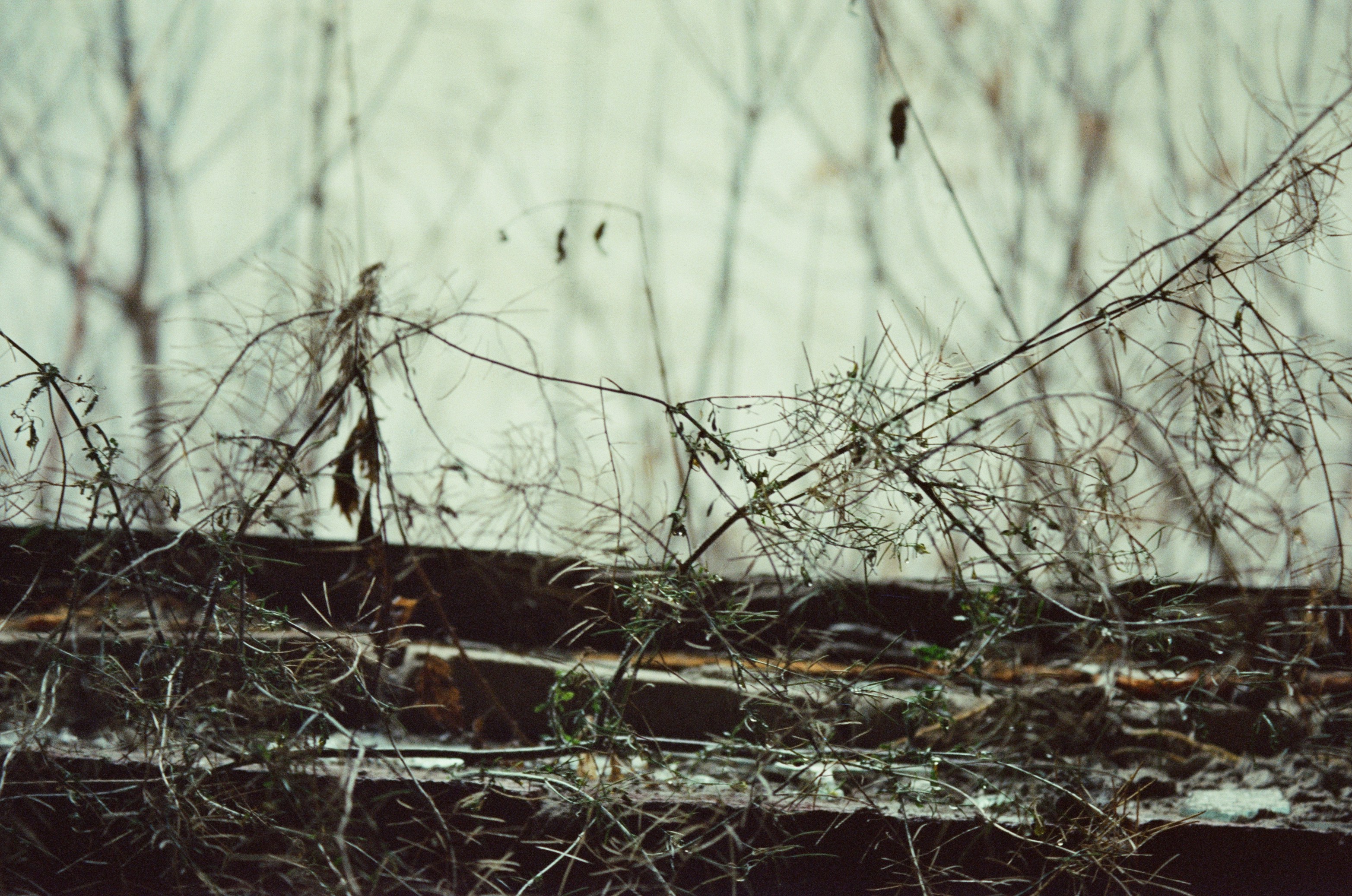 Overgrown dry branches on a weathered wall