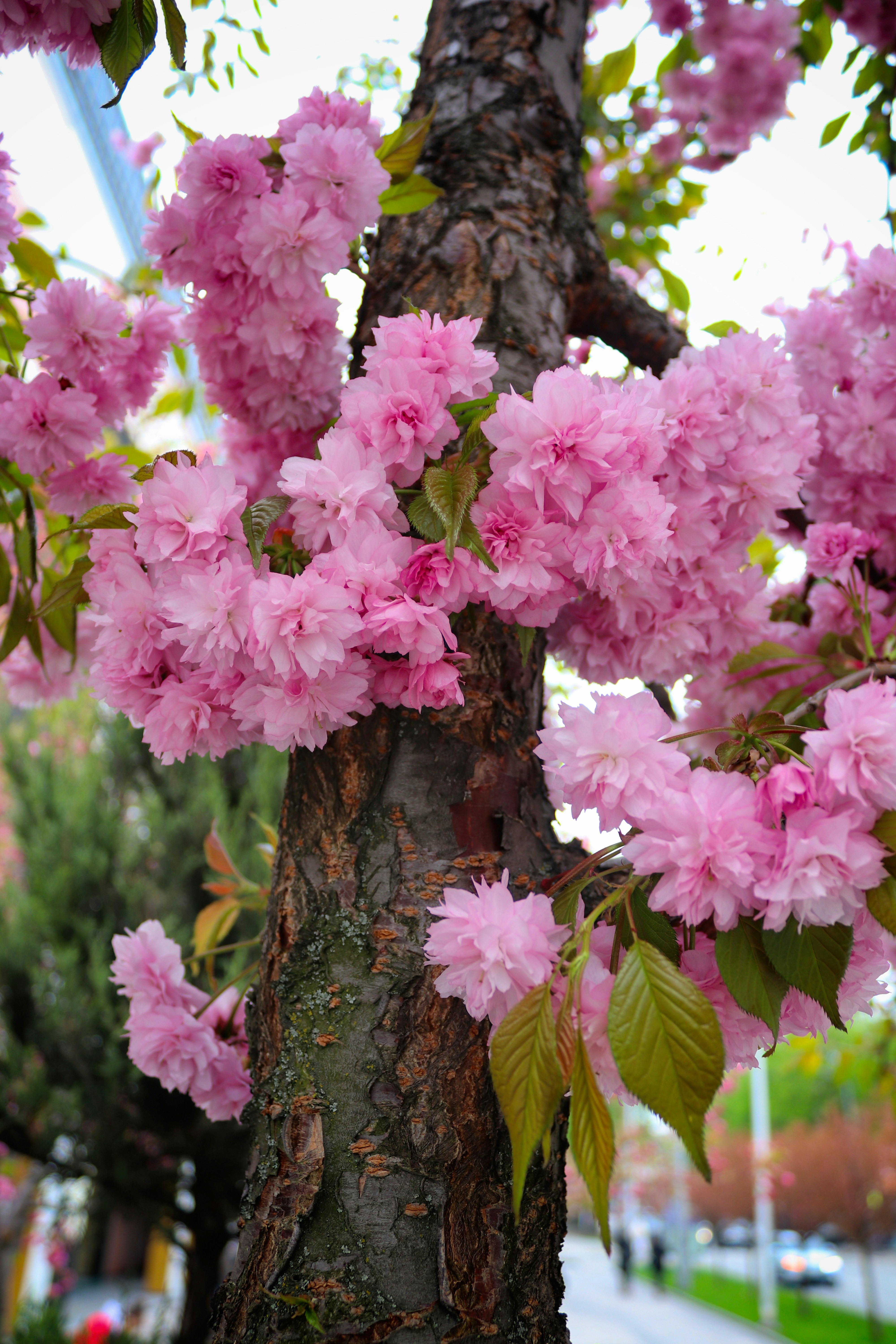 Bunga sakura merah muda mekar di batang pohon.