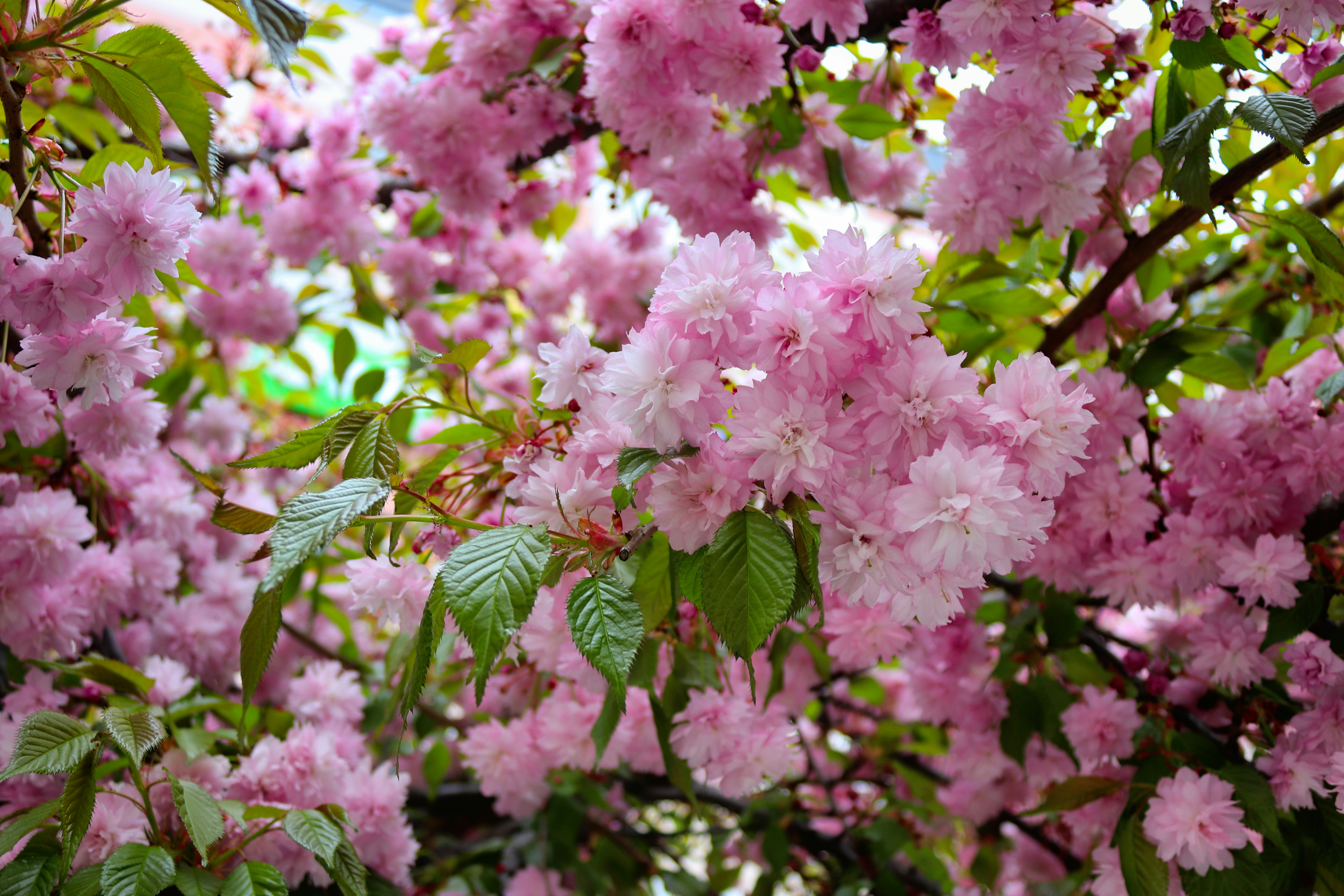 Close-up bunga sakura merah muda yang mekar di pohon.