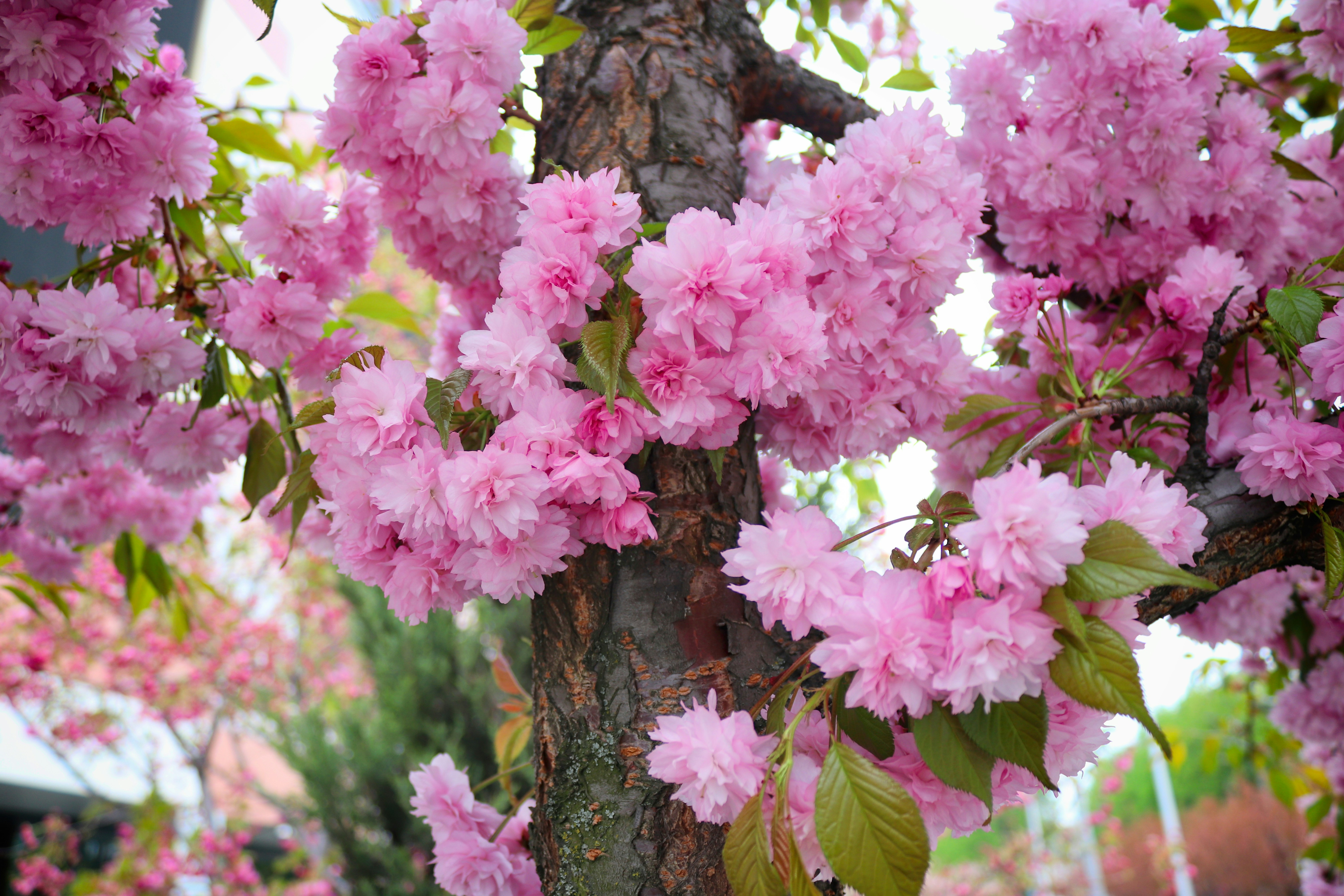 Bunga sakura merah muda mekar di cabang pohon.