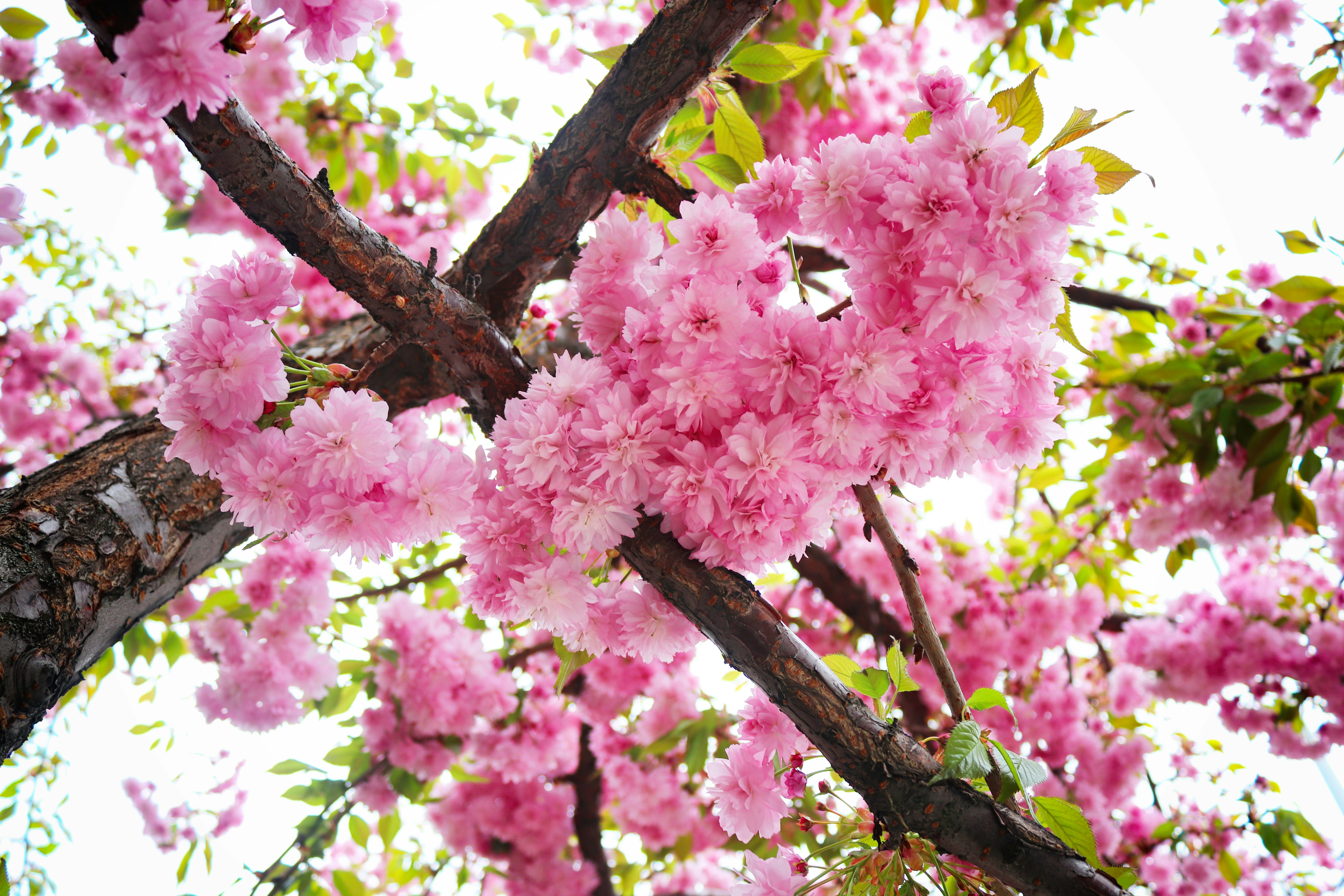 Close-up bunga sakura merah muda di cabang pohon