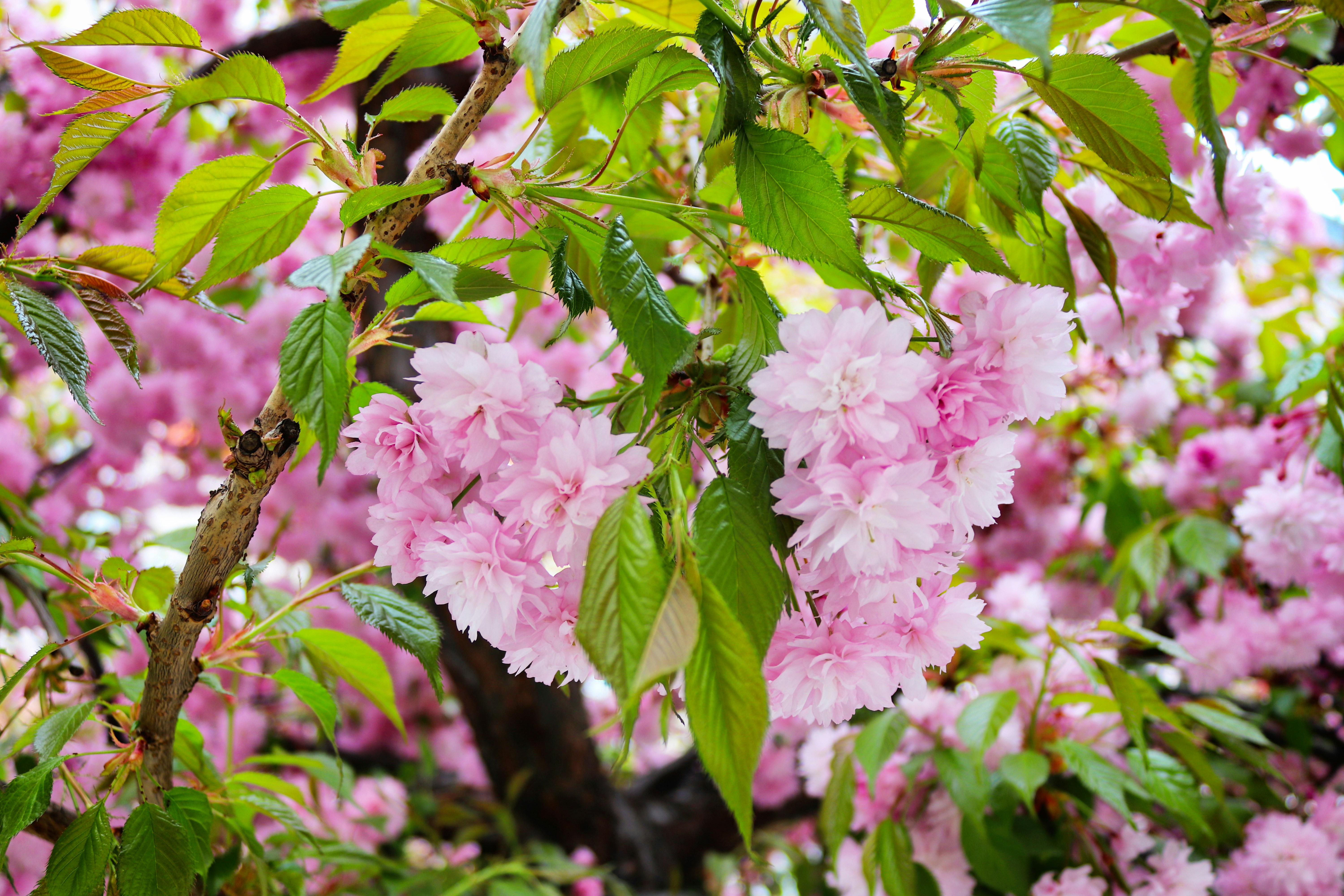 Bunga sakura merah muda di cabang pohon.