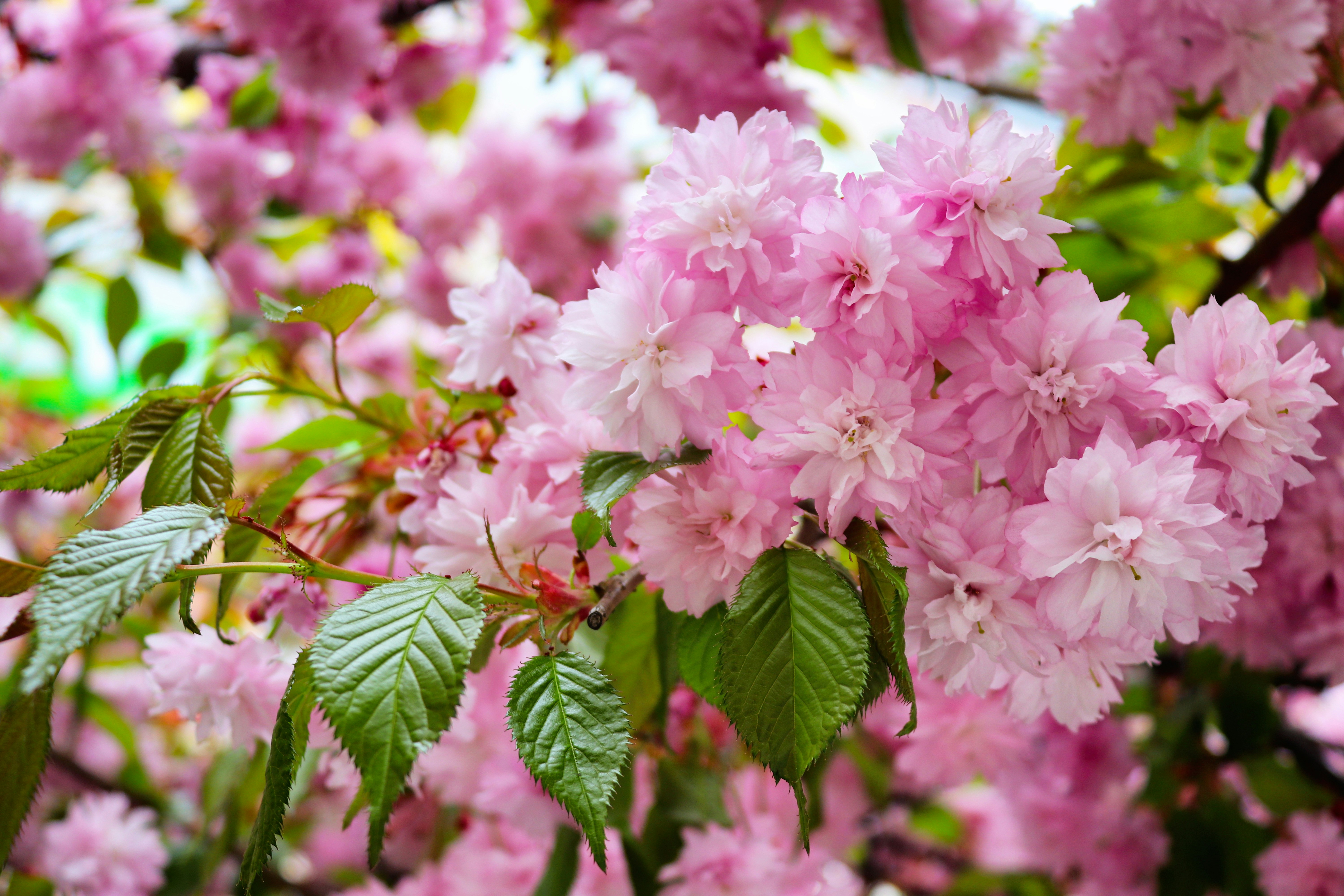 Close-up bunga sakura merah muda yang halus di cabang.
