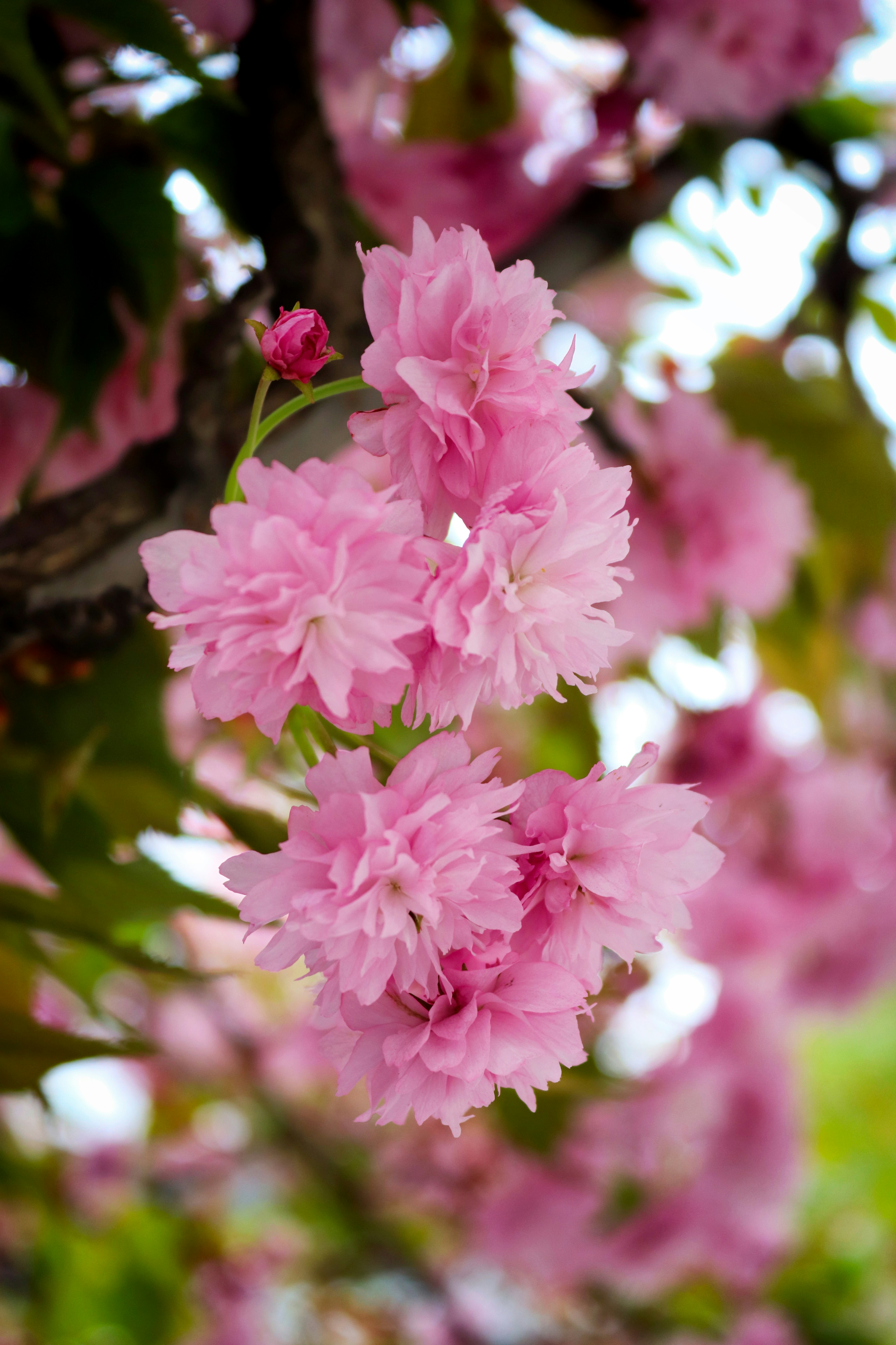 Close-up bunga sakura merah muda yang halus di cabang.