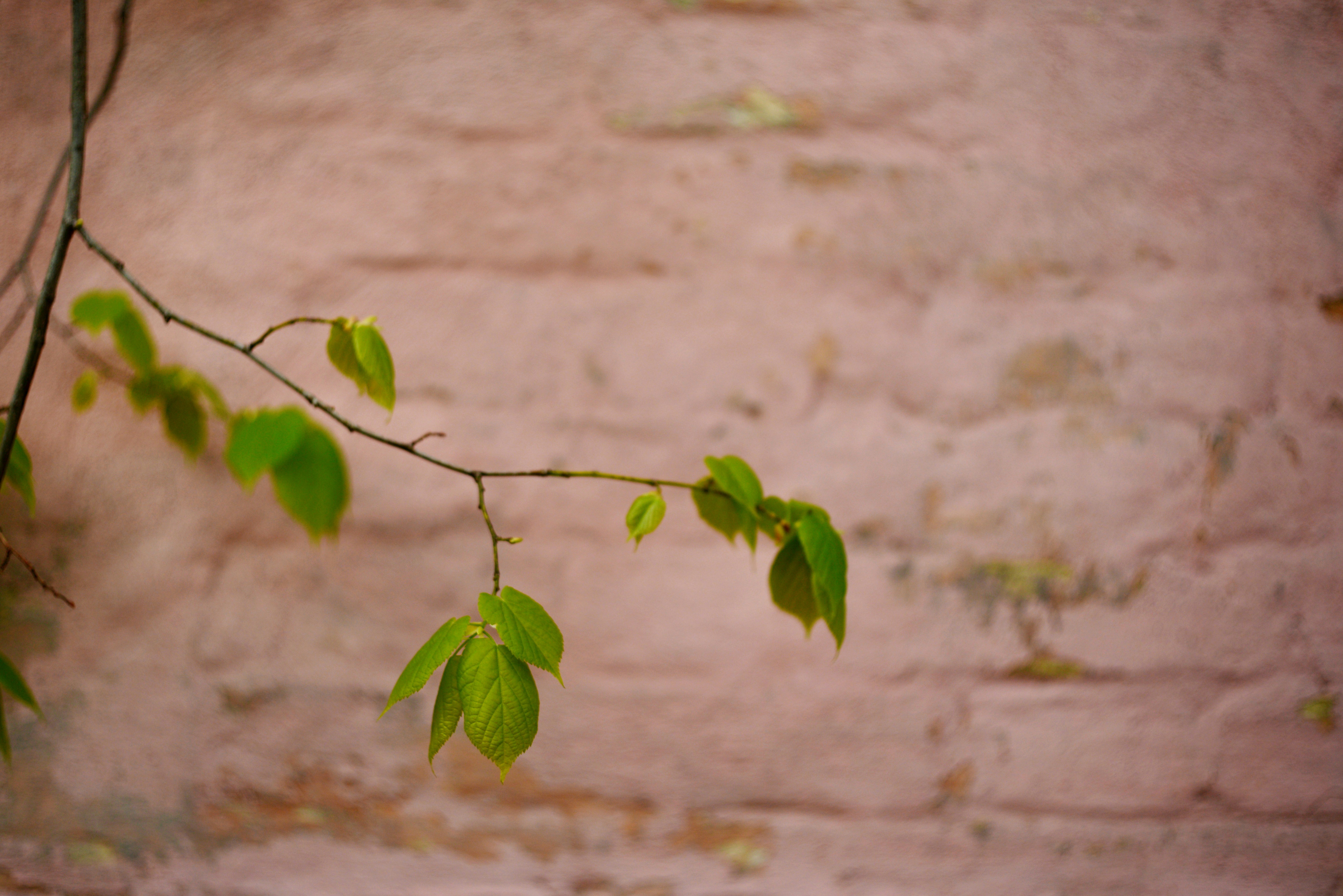 質感のある壁に縁のある緑の葉が生えた繊細な枝。