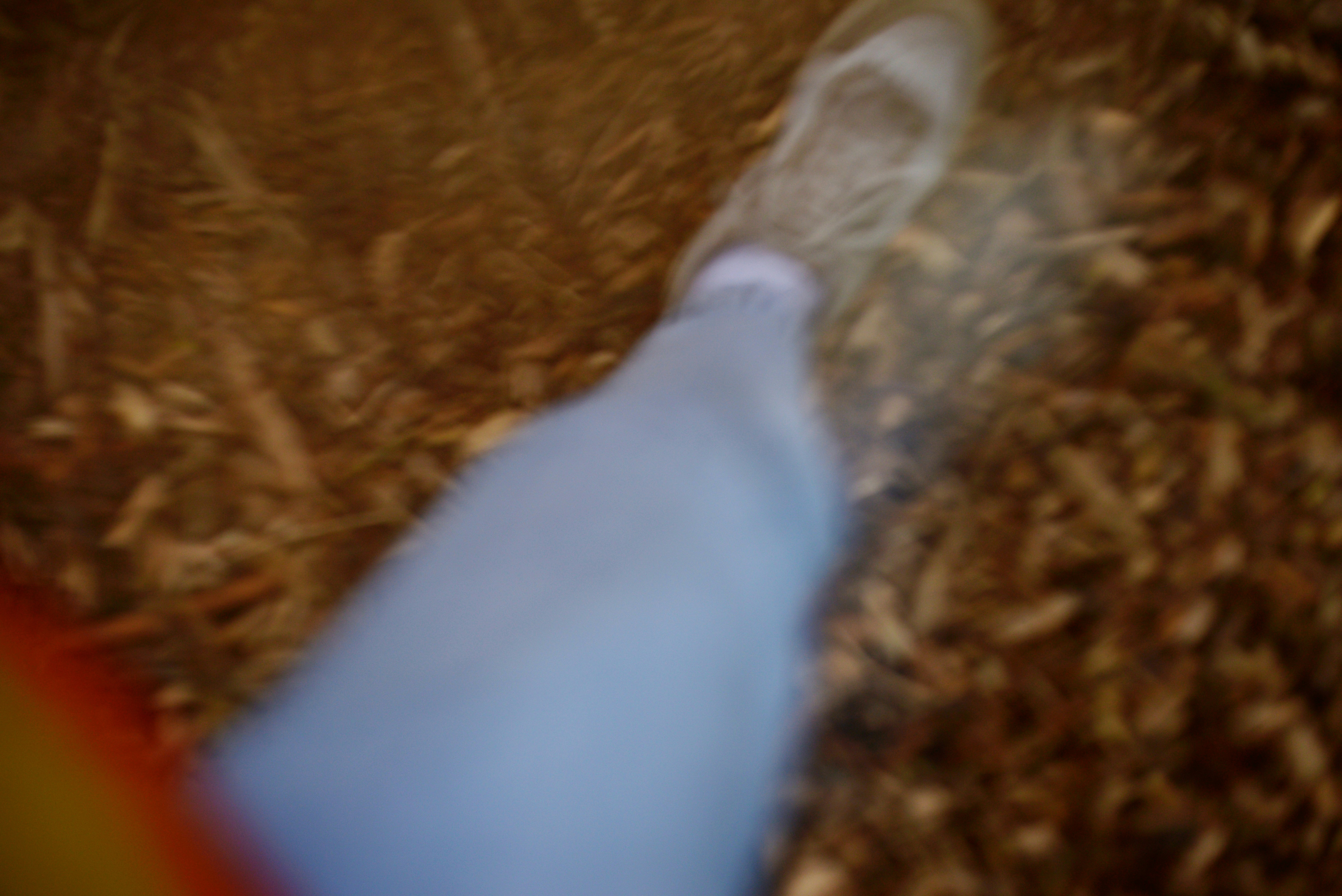 ジーンズを履いた人の脚が乾いた葉の上を歩く