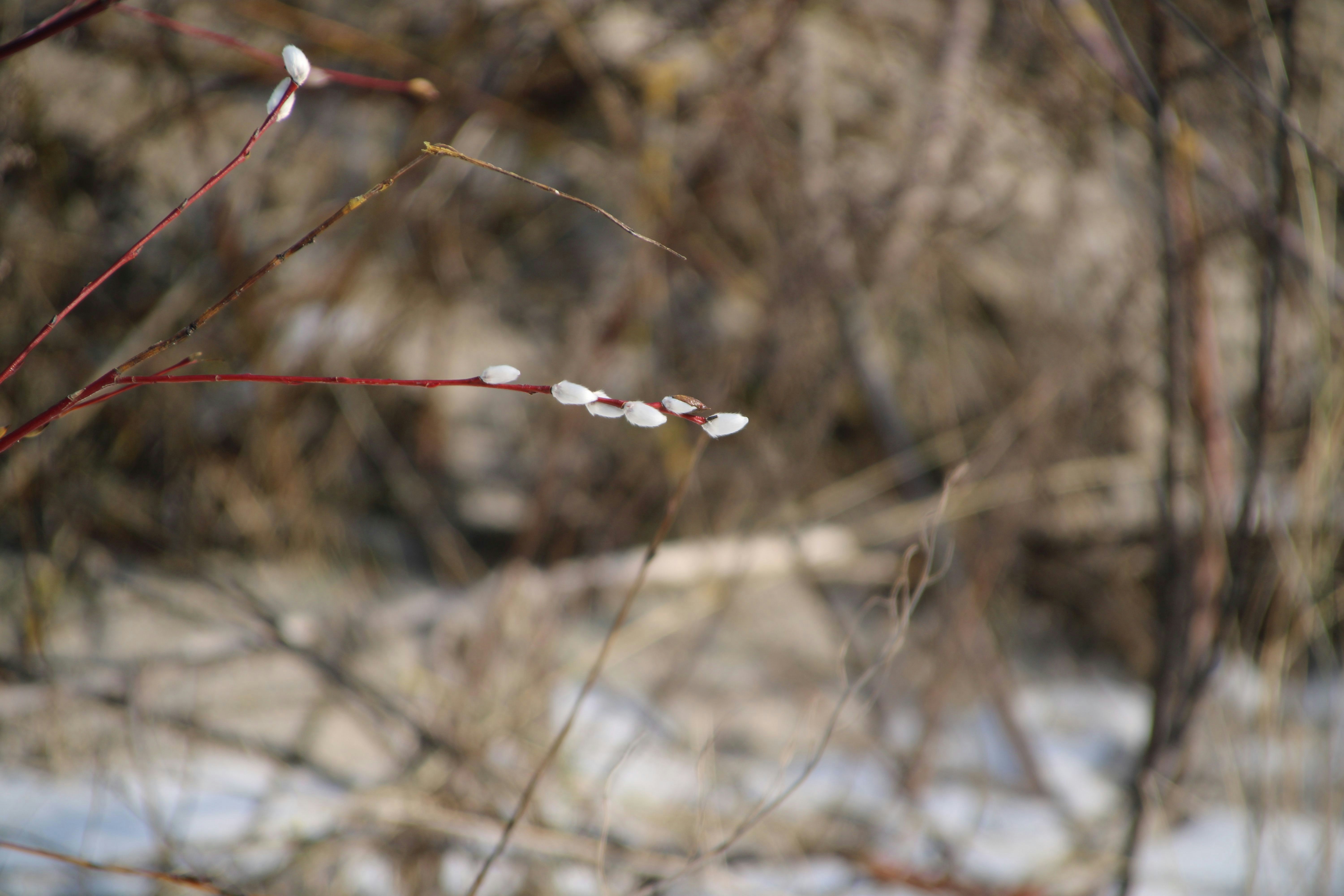 Pussy willow buds on a branch in early spring