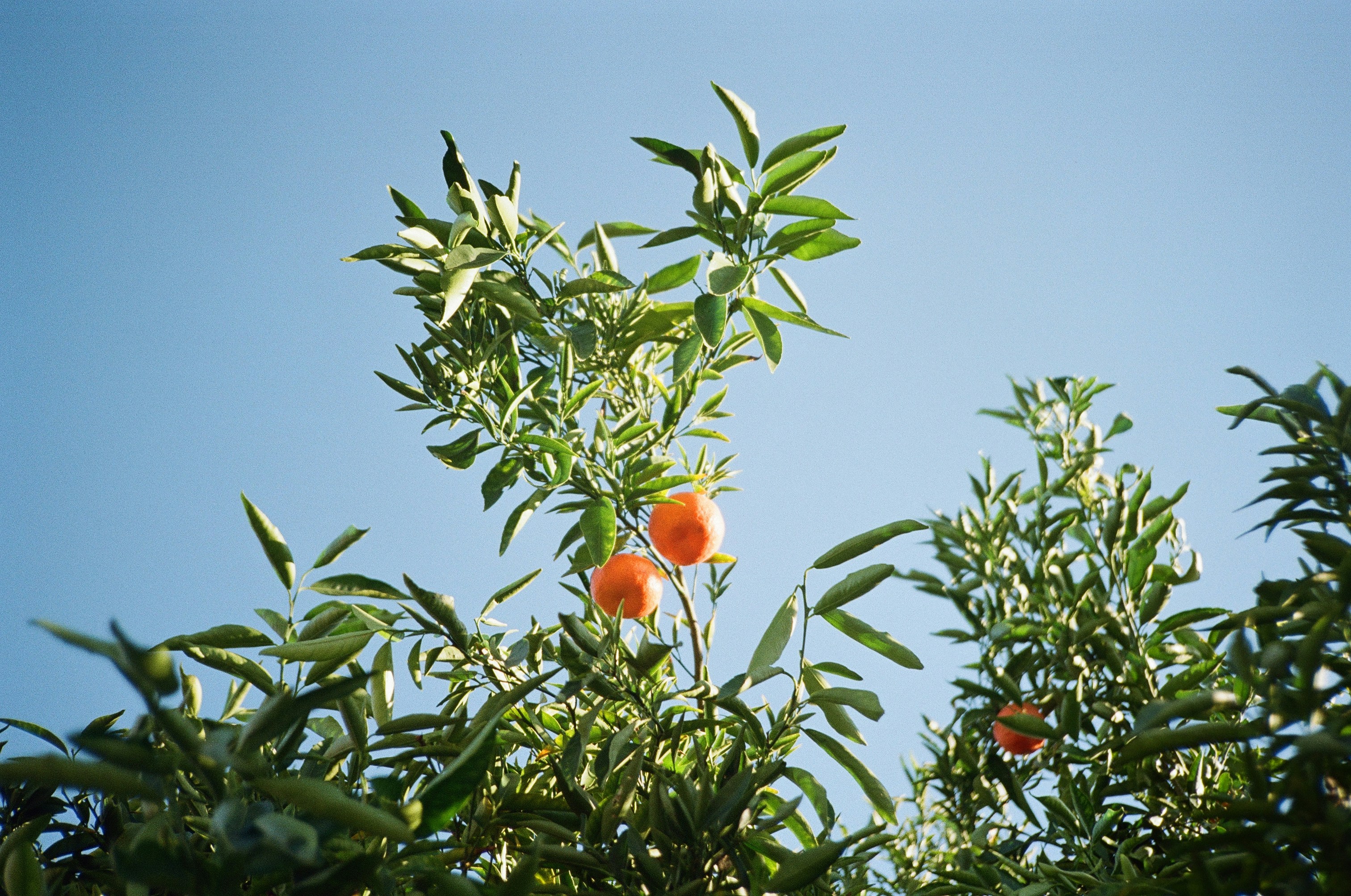 Oranges growing on a tree against a blue sky