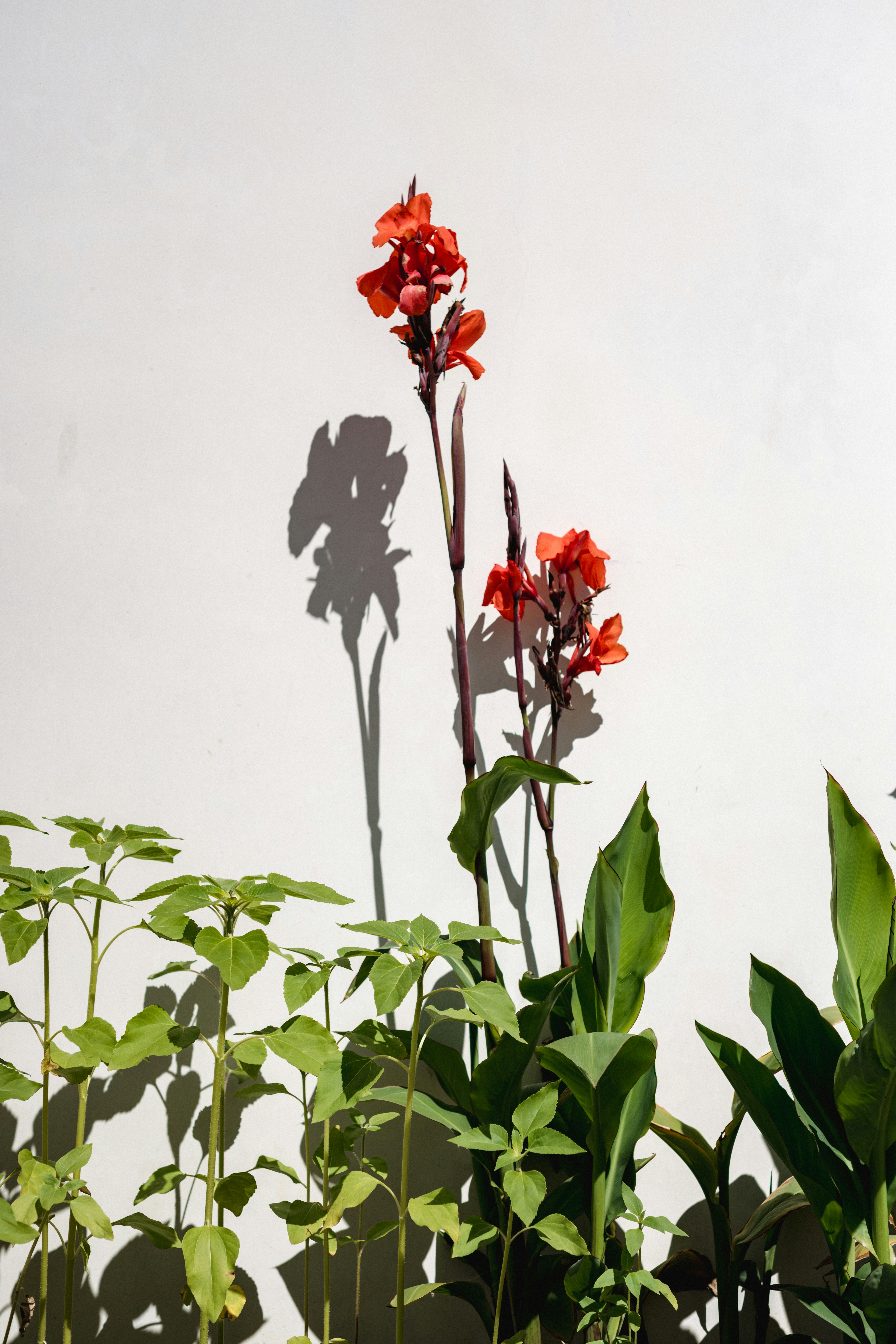 Red canna lilies bloom against a white wall.
