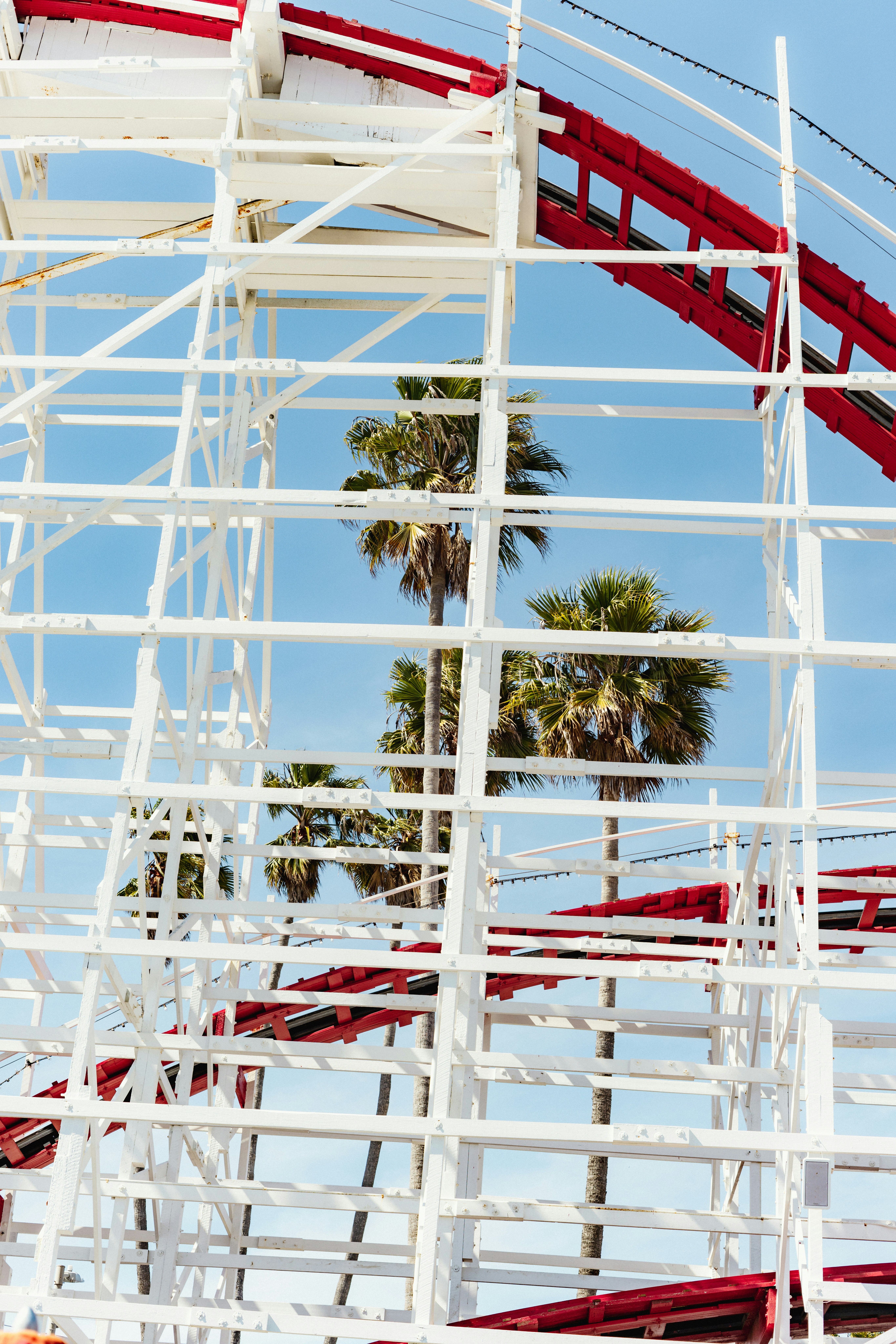Palm trees seen through white roller coaster structure.