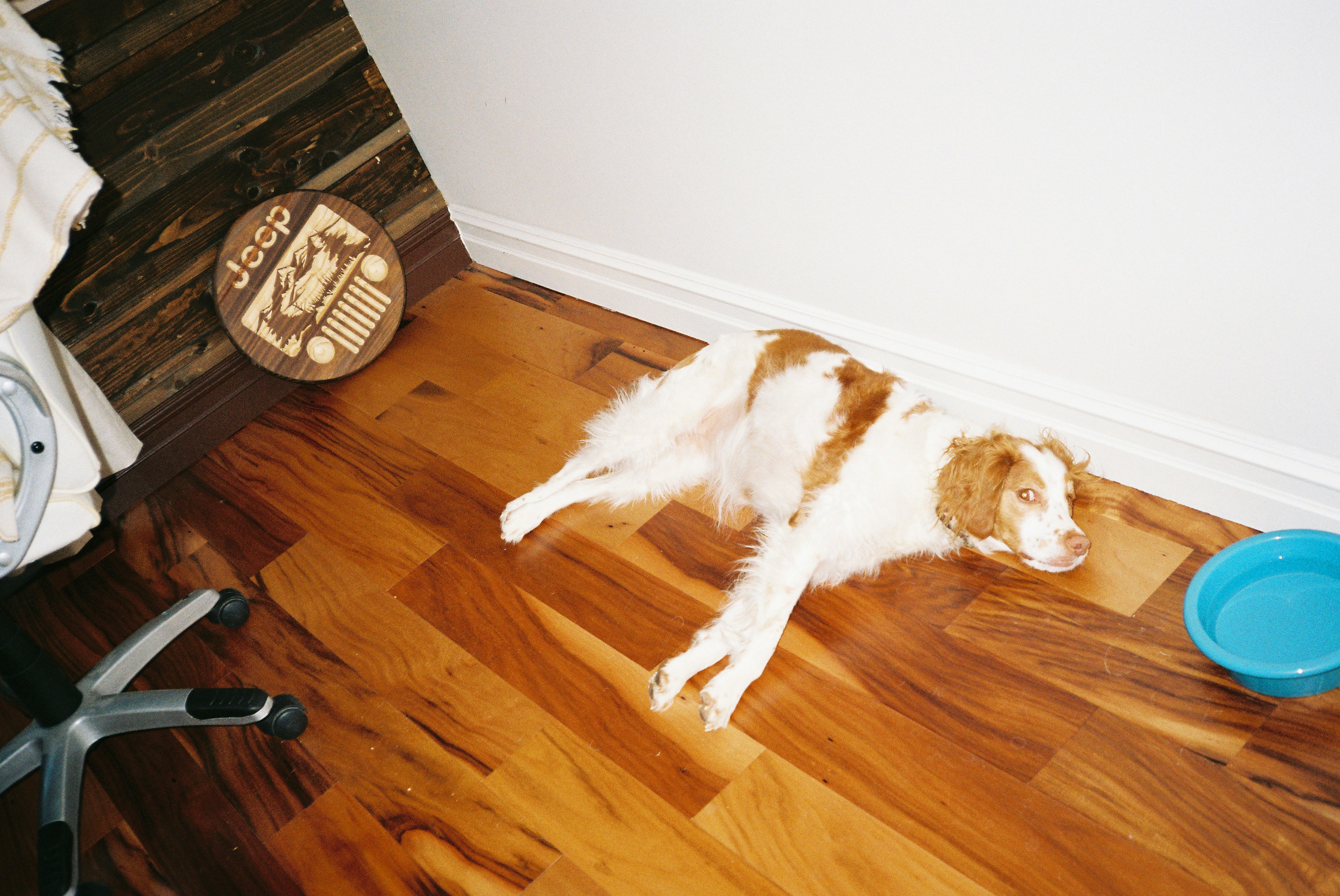 Best Dog Food For Low Activity Or Indoor Dogs Complete Guide
