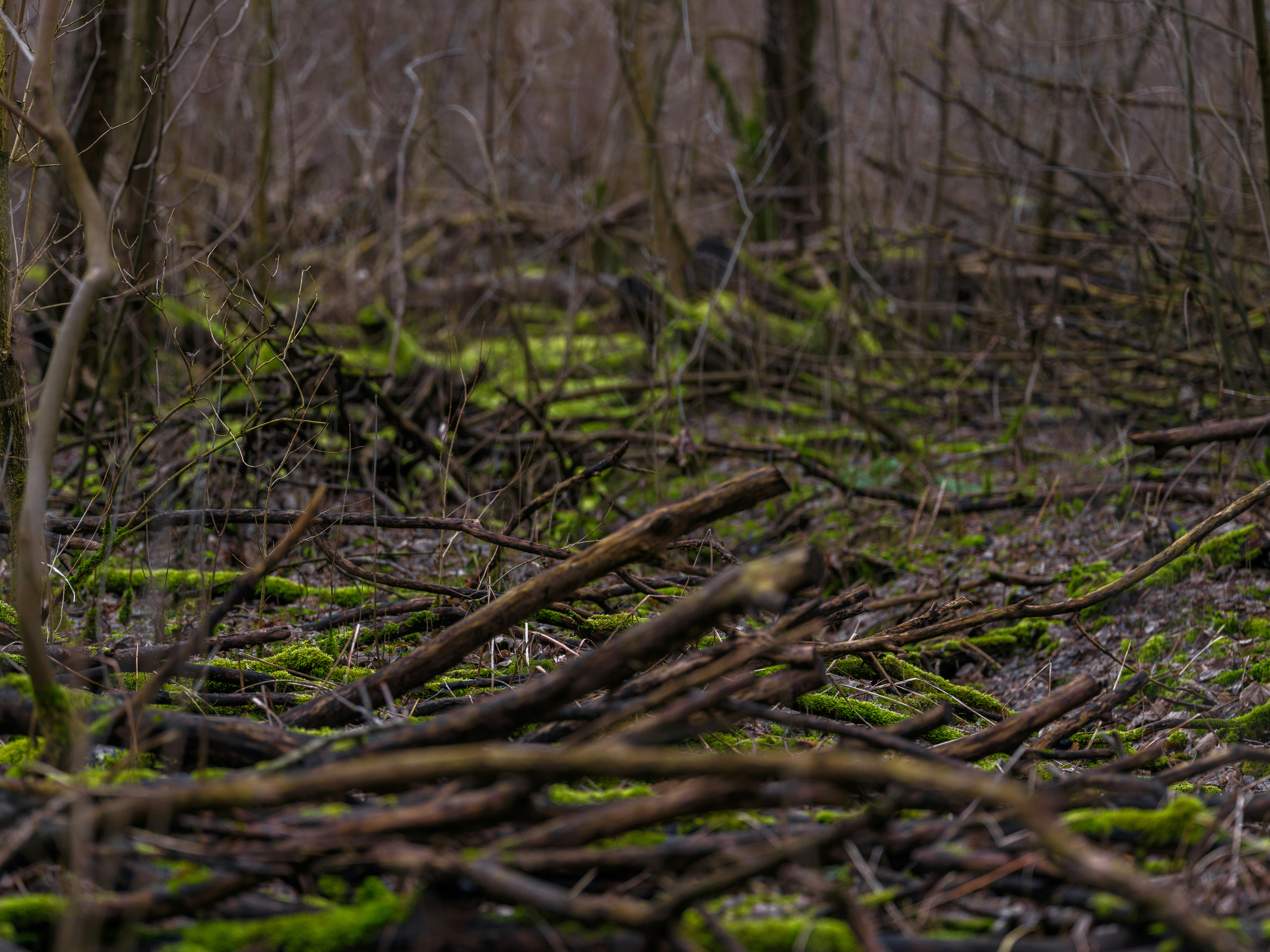Photo by haberdoedas