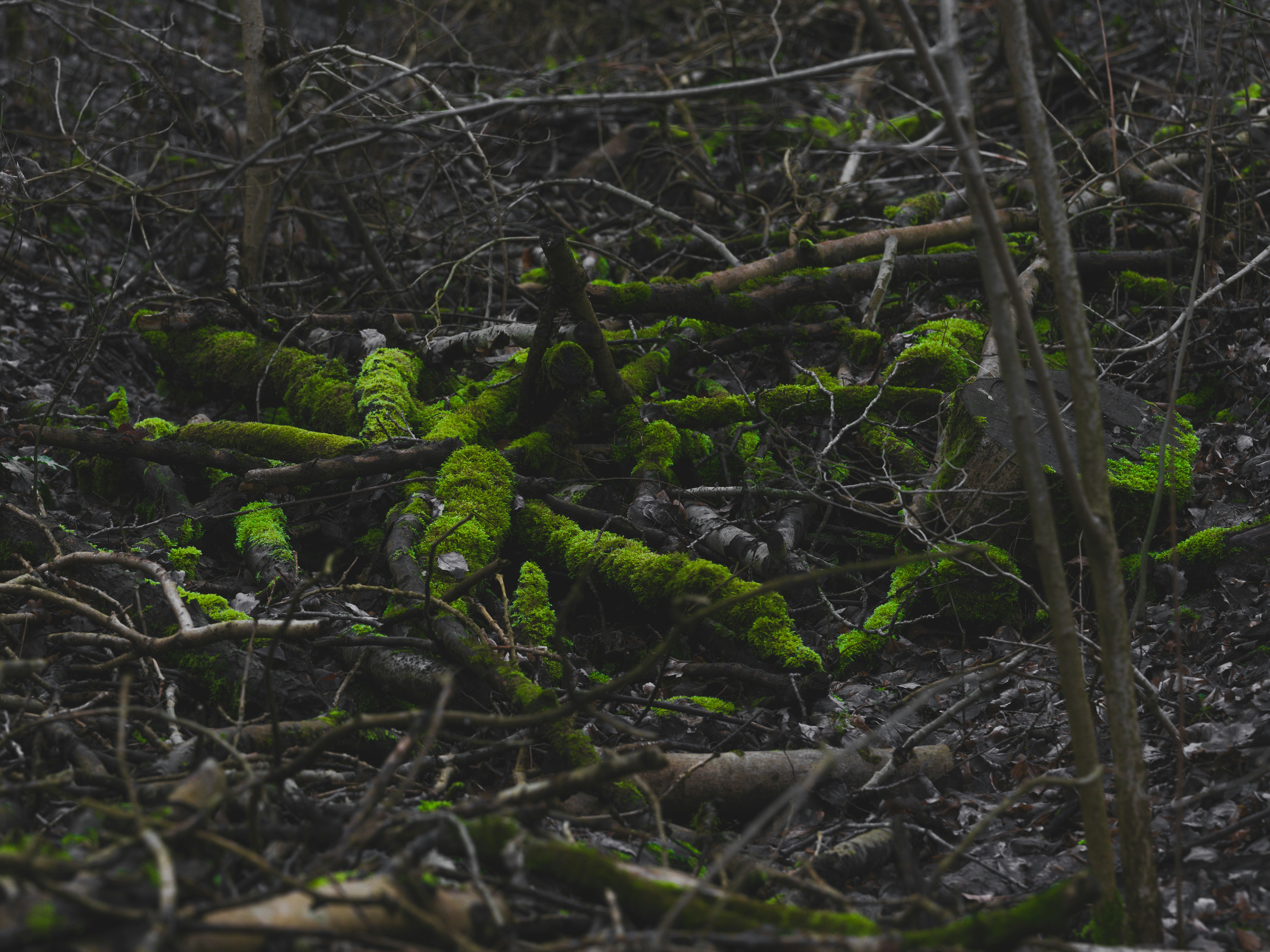 Photo by haberdoedas
