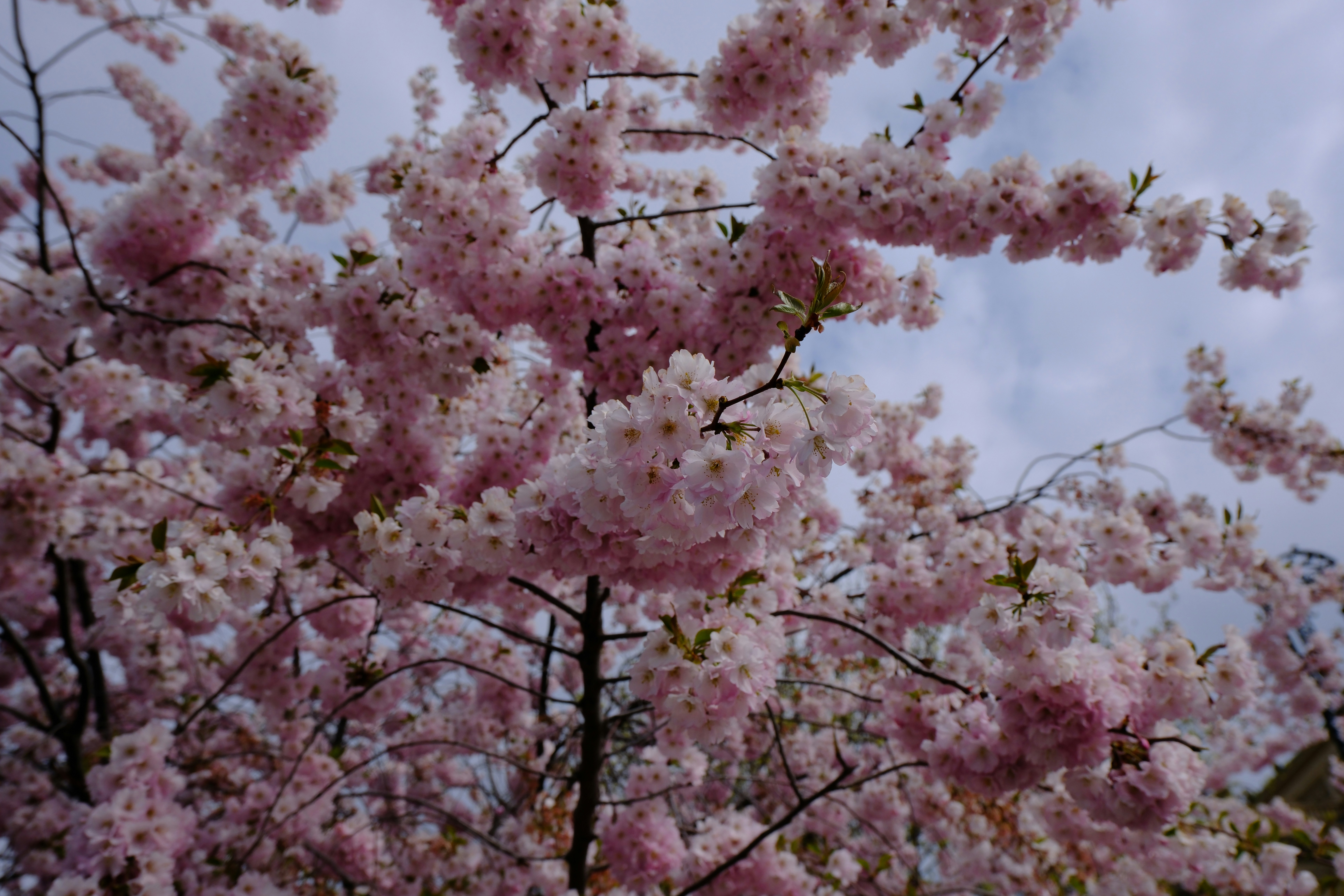 Photo by paparunaki