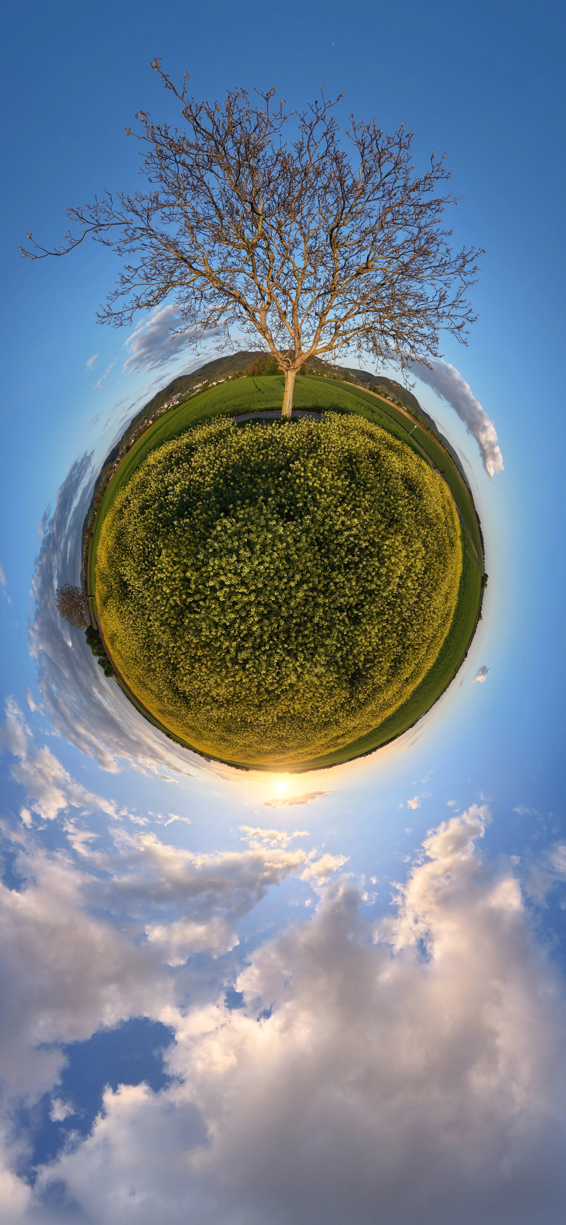A lone tree stands on a tiny planet of flowers