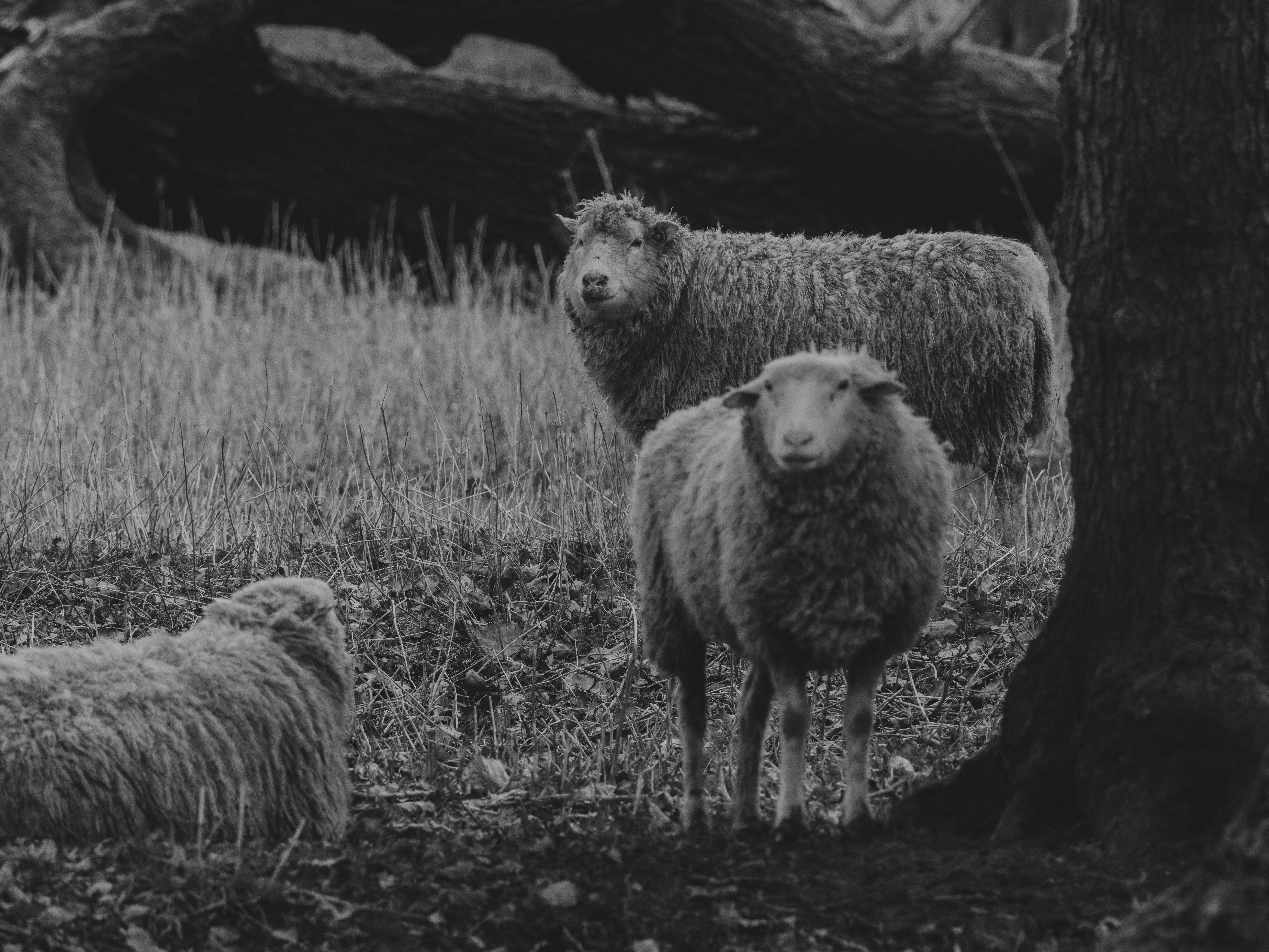 Unlock The Sheep Detectives' Hidden Charm