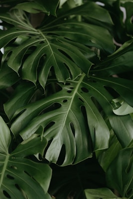 Monstera