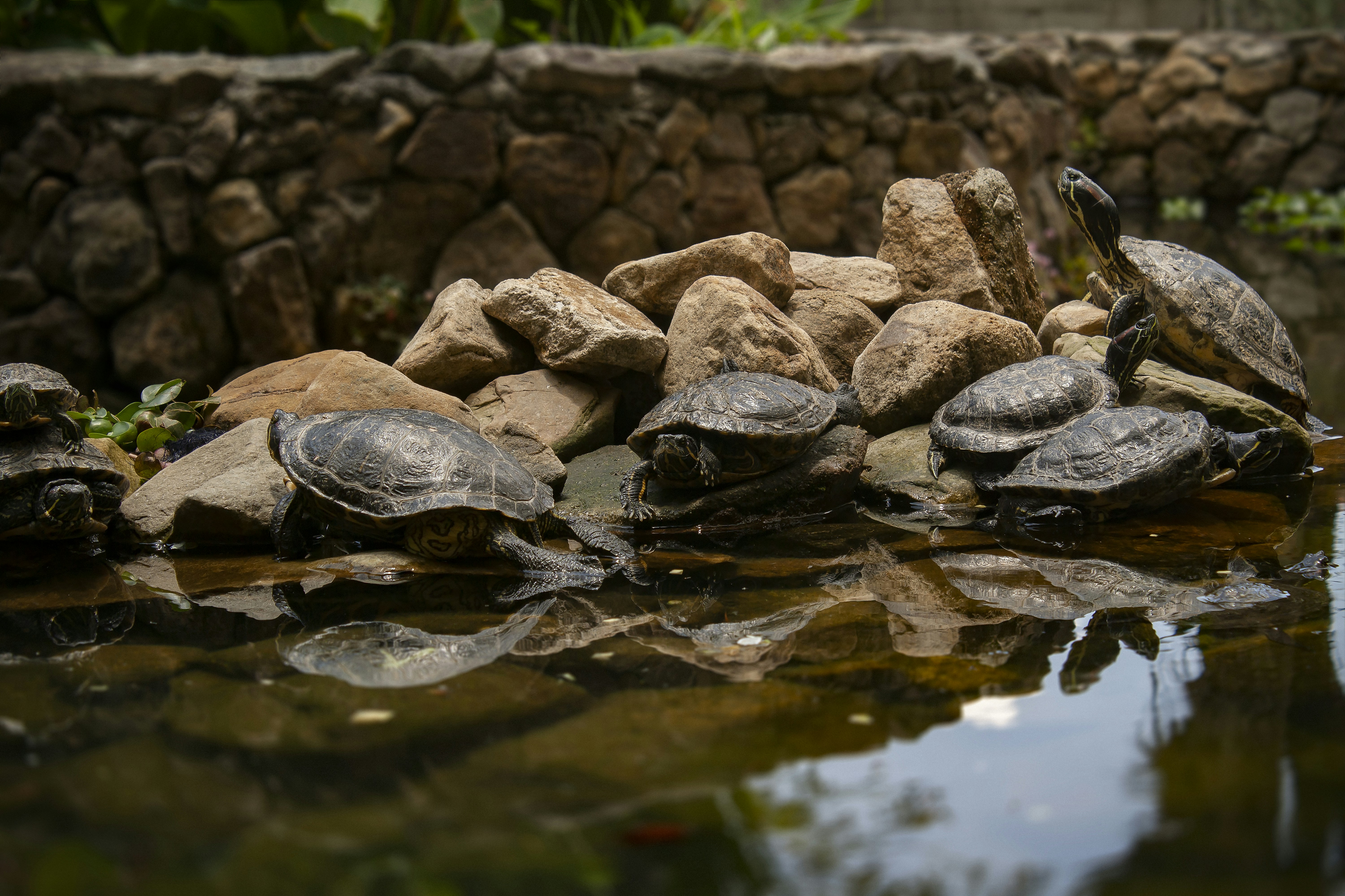 Several turtles rest on rocks by a pond.