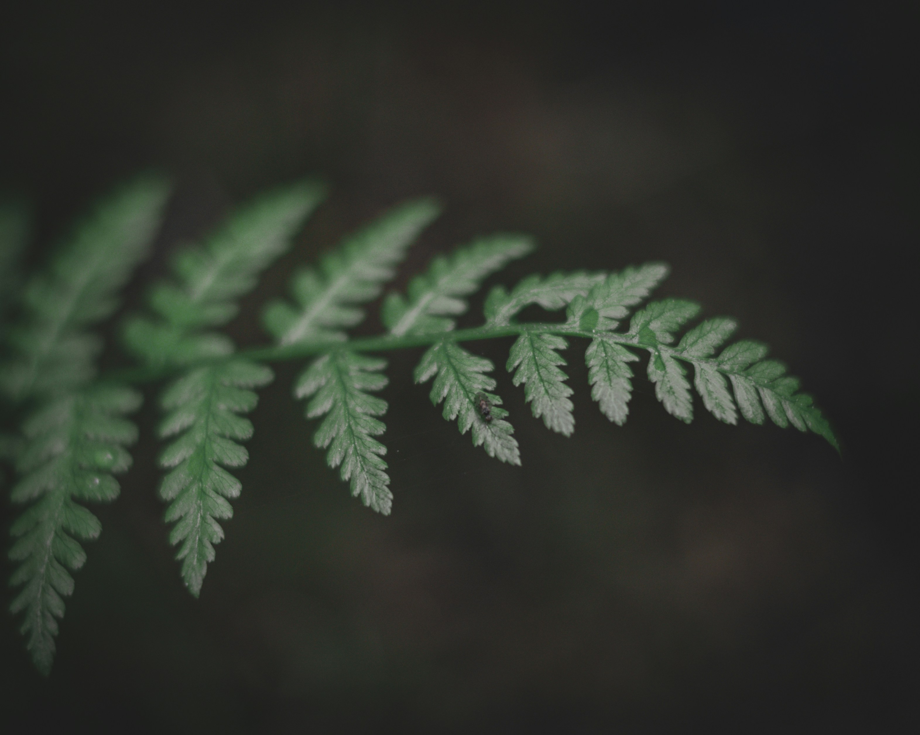 A close-up of a green fern frond with dark background