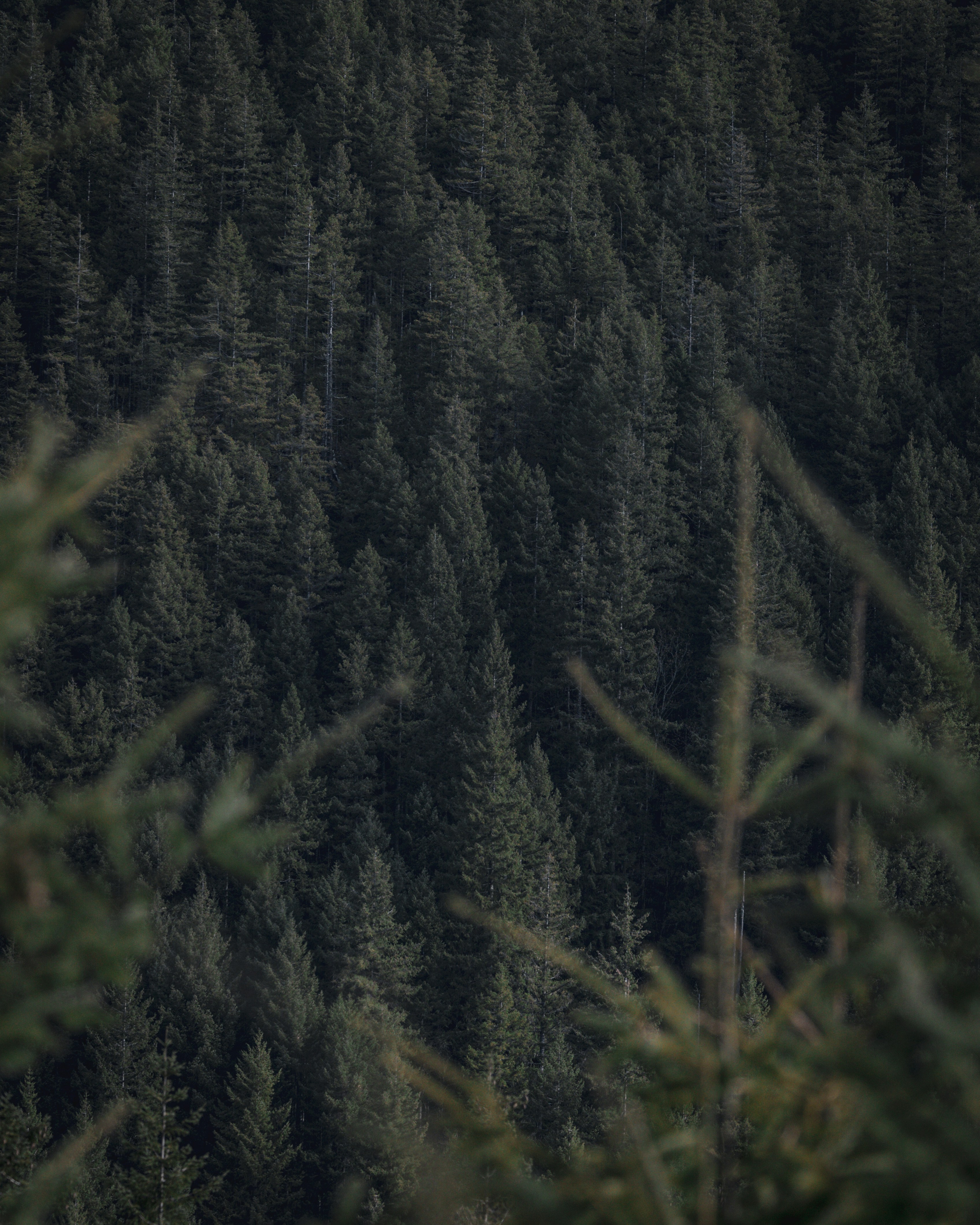 forest wallpaper serene, wallpaper, Nature Photography Ethics: A Guide 5