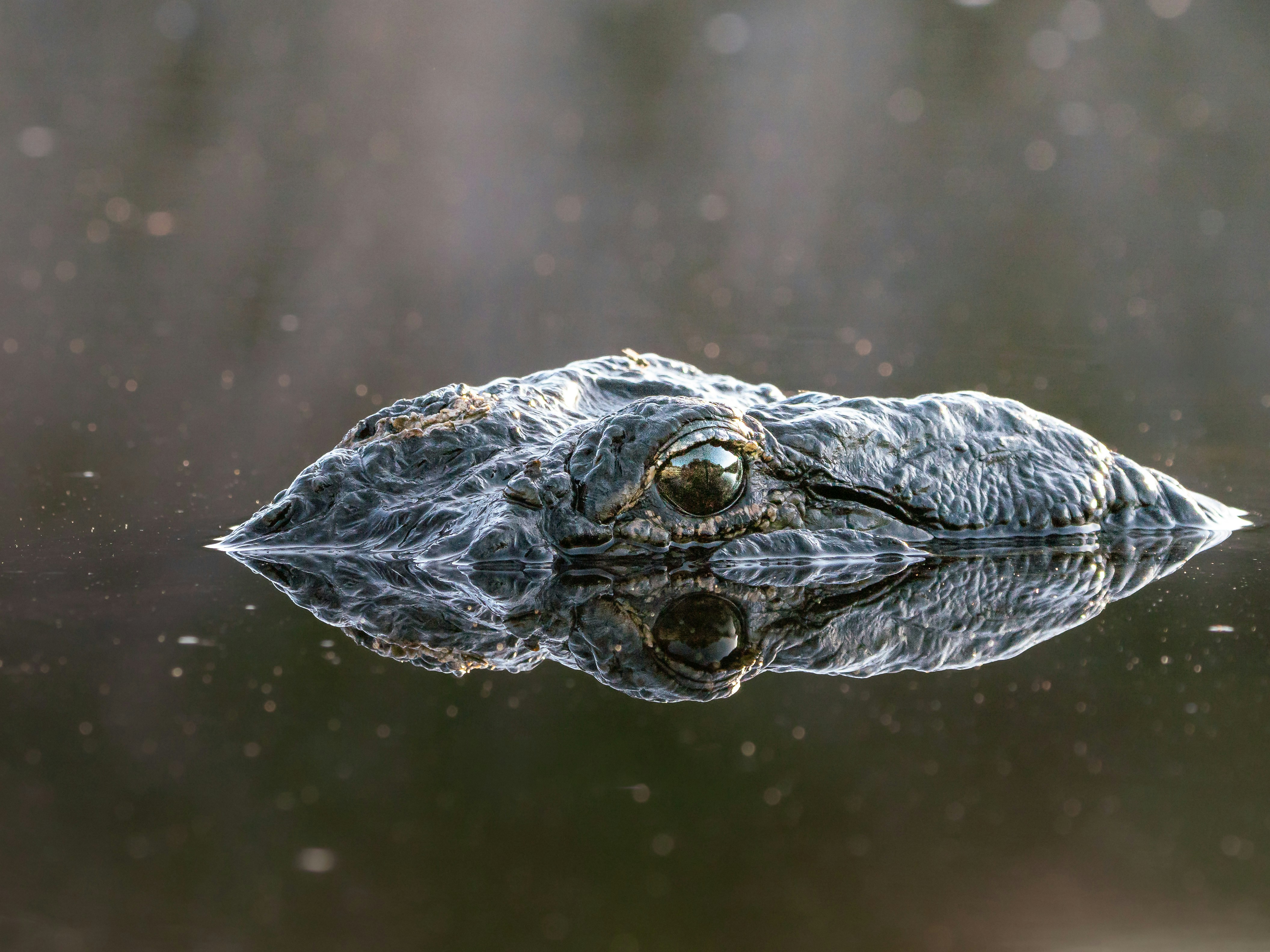 Simplify Your Business: Just How to Fill in a Registered Agent Change Form