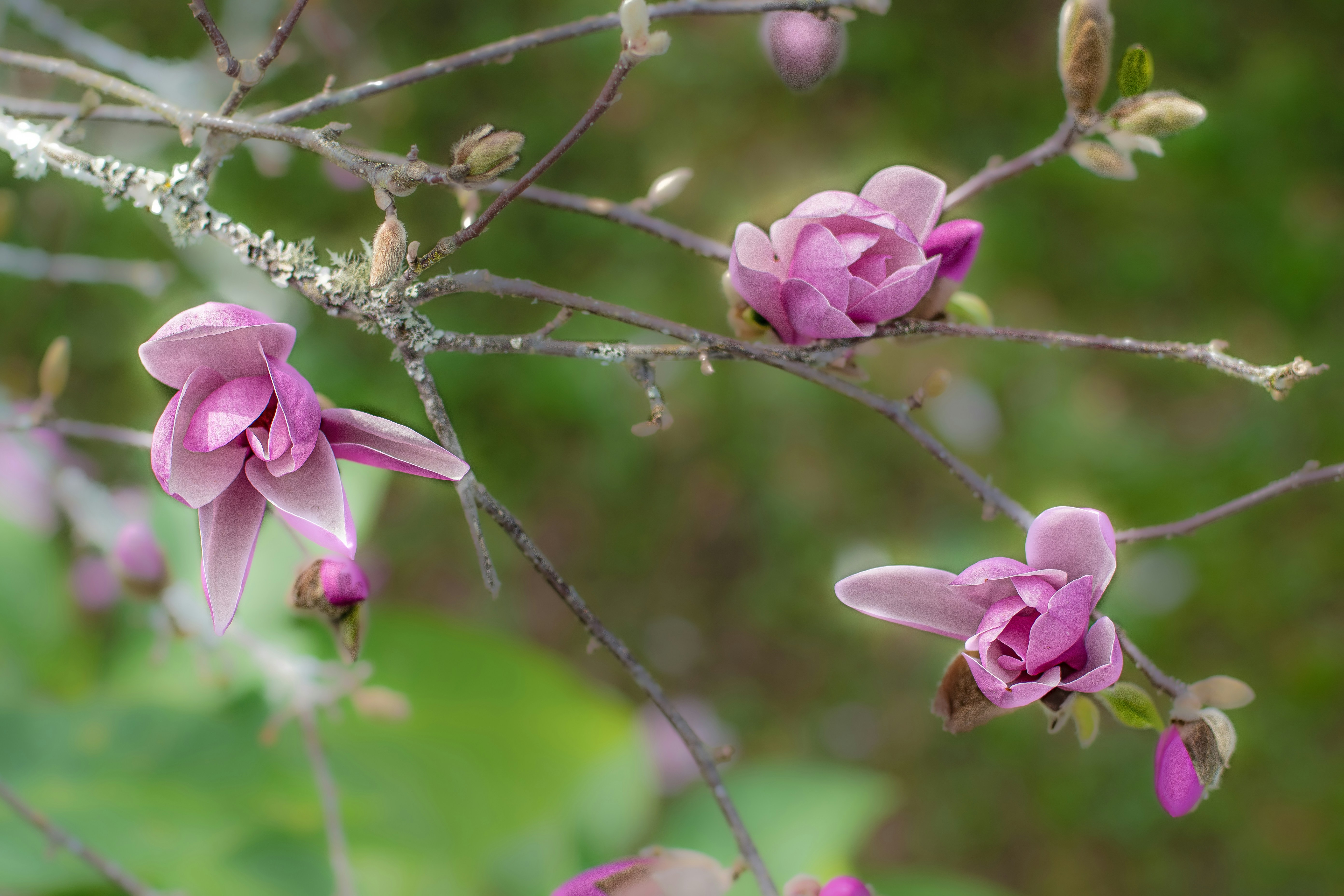 Magnolia merah muda yang halus mekar di cabang pohon