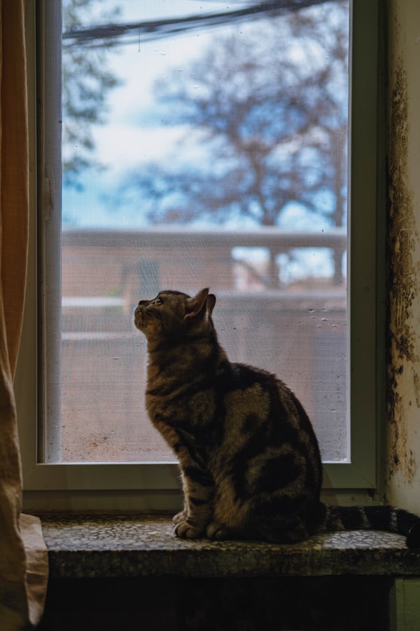 Rampas y escaleras para gatos: cómo elegir la más adecuada (altura, ángulo y anchura)