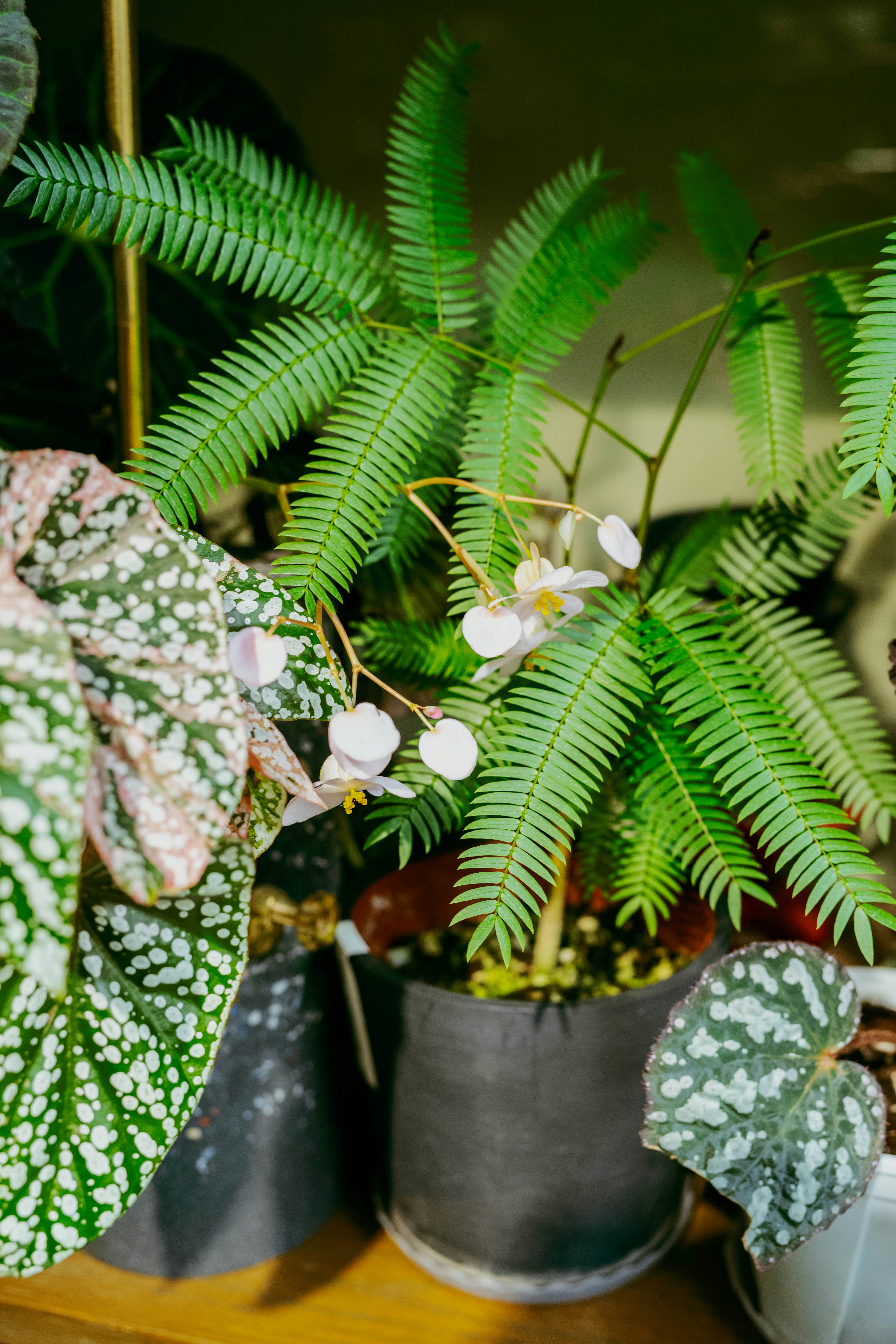 Pianta simile a una felce verde con piccoli fiori bianchi in vaso