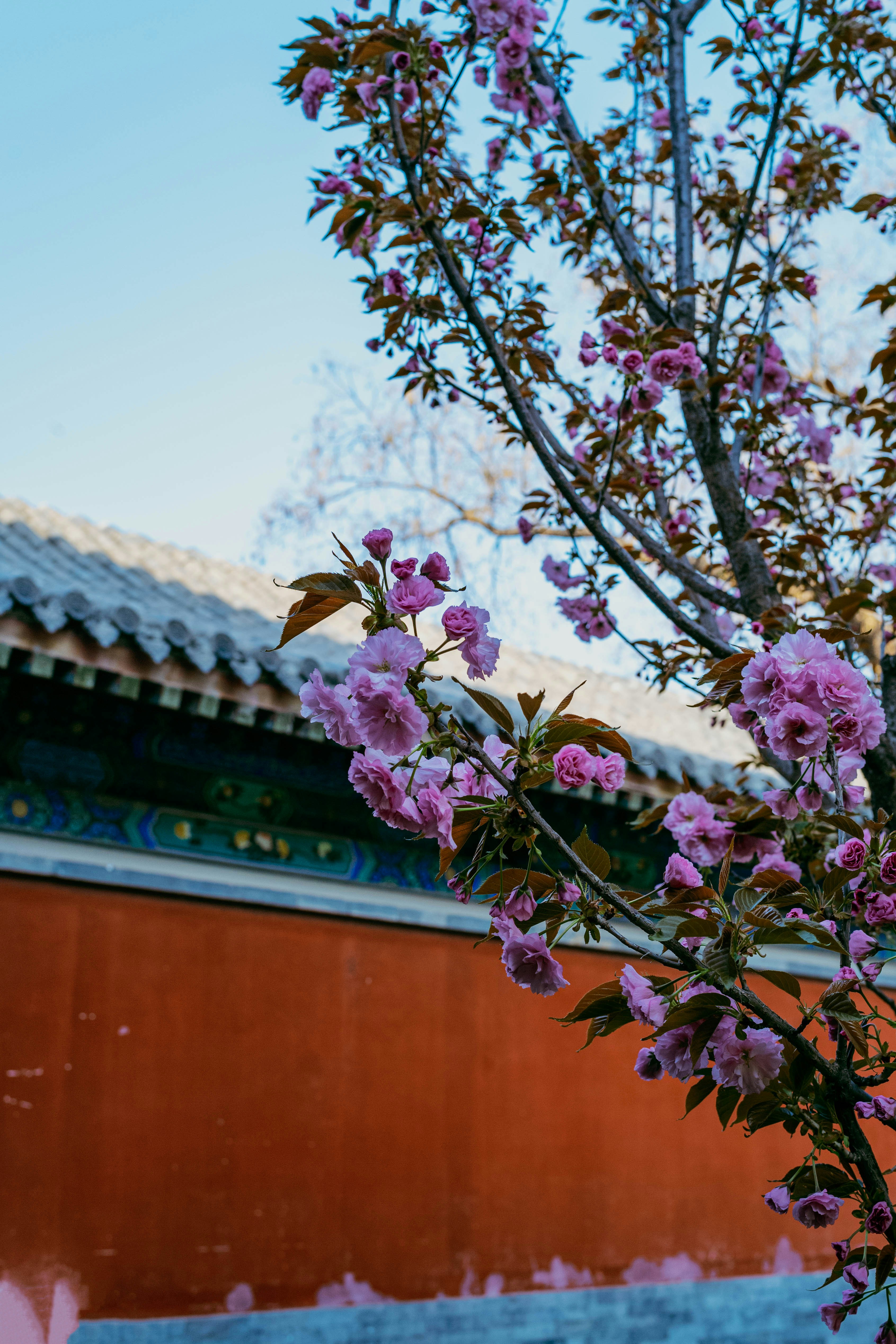 I fiori di ciliegio rosa sbocciano contro una parete arancione.