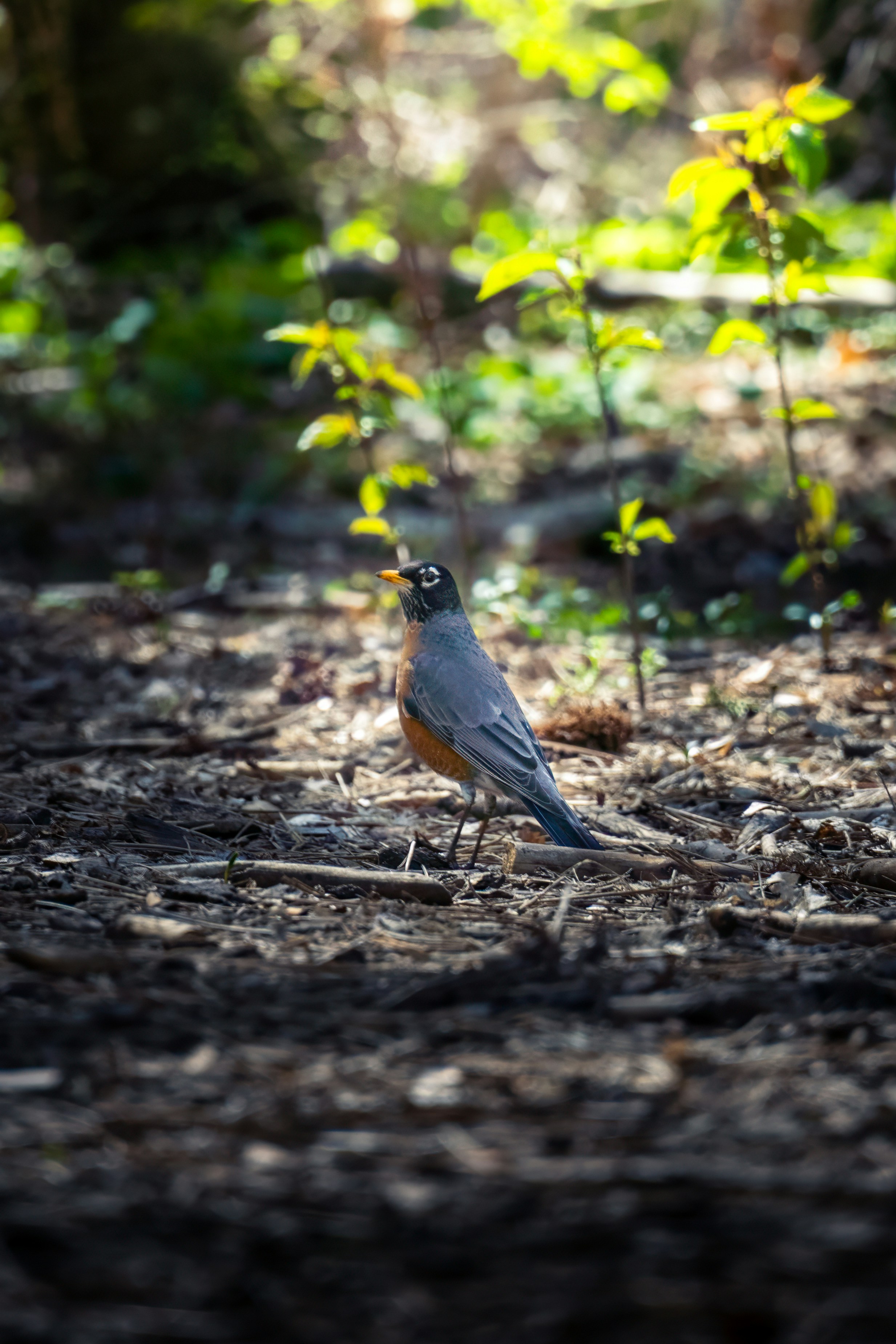 An american robin stands on the forest floor.