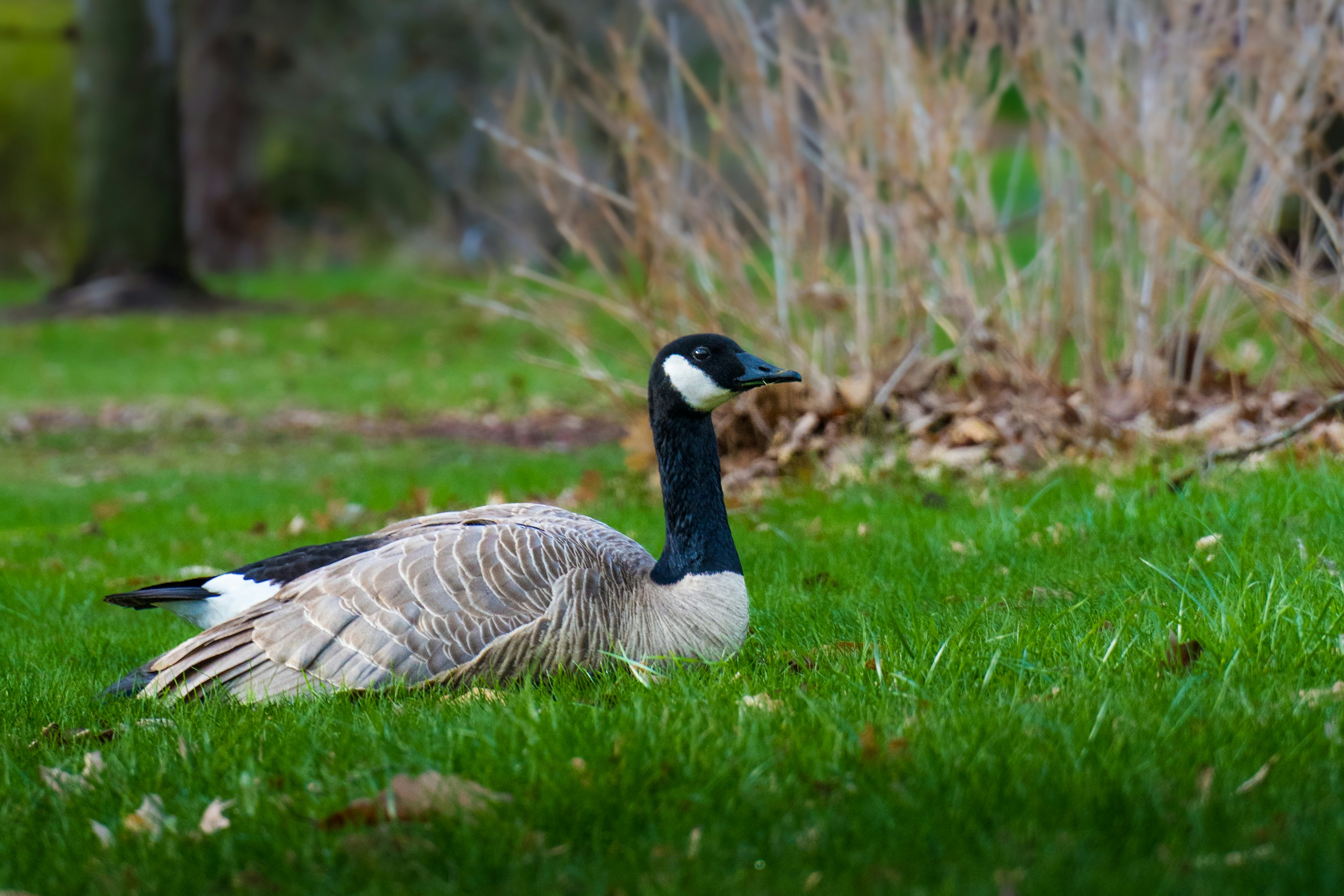 A canada goose rests on a grassy field.