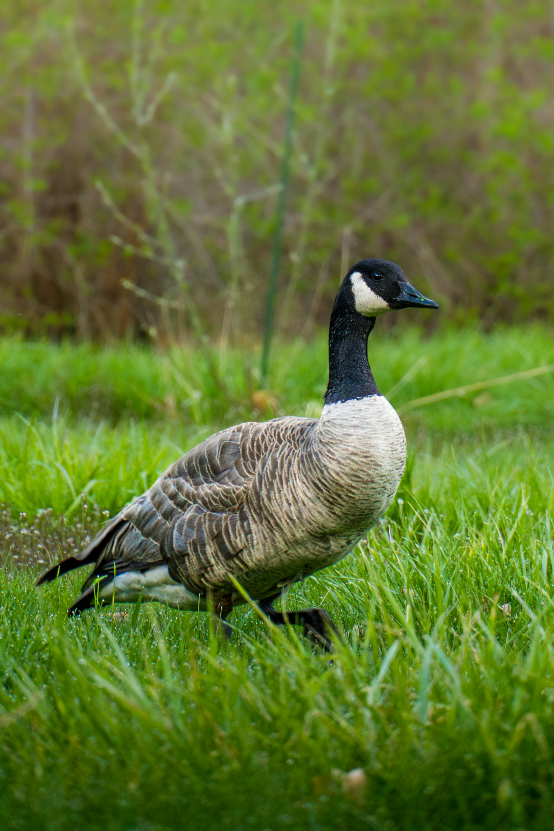 A canada goose walks through green grass.
