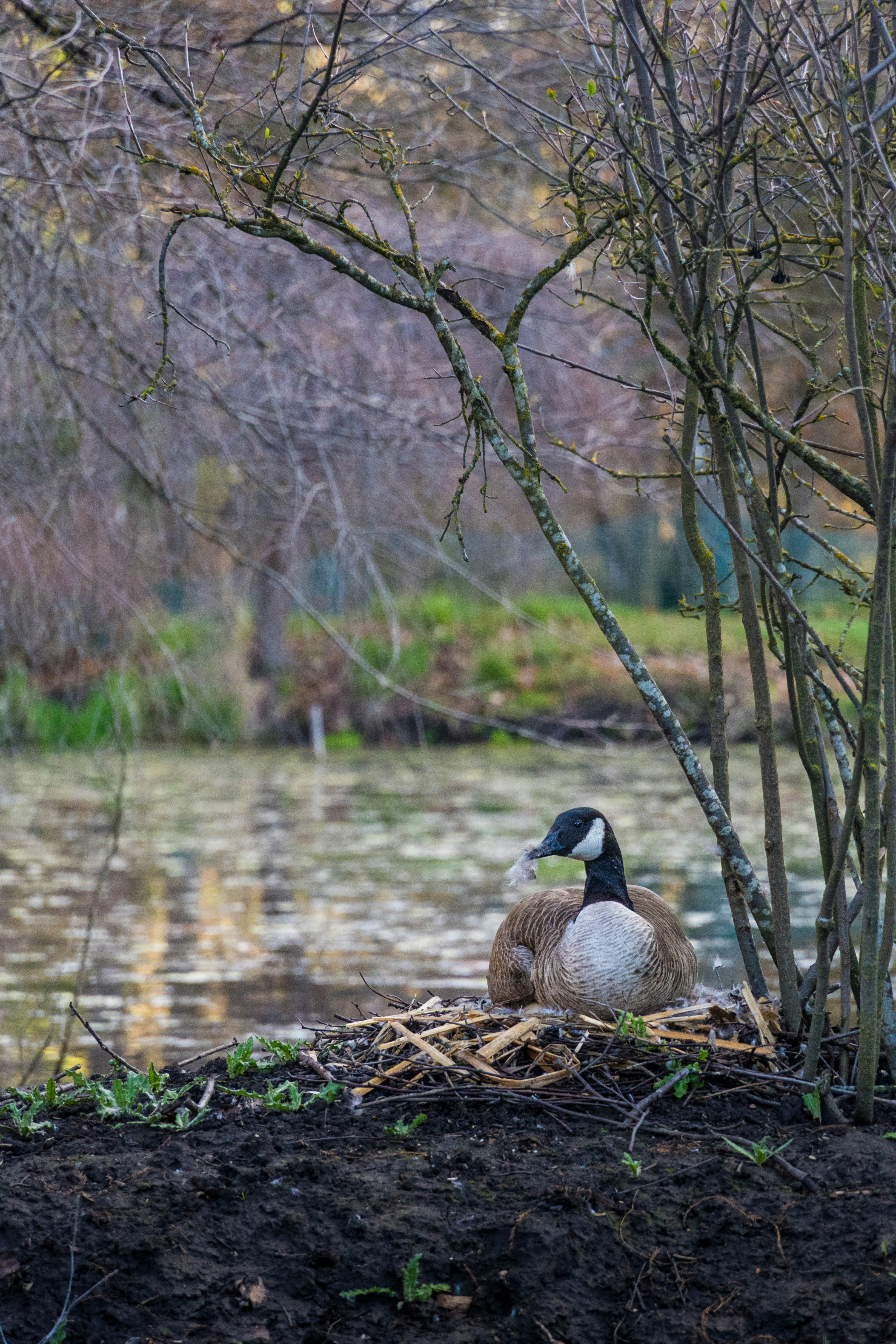 A goose rests on its nest by a pond.