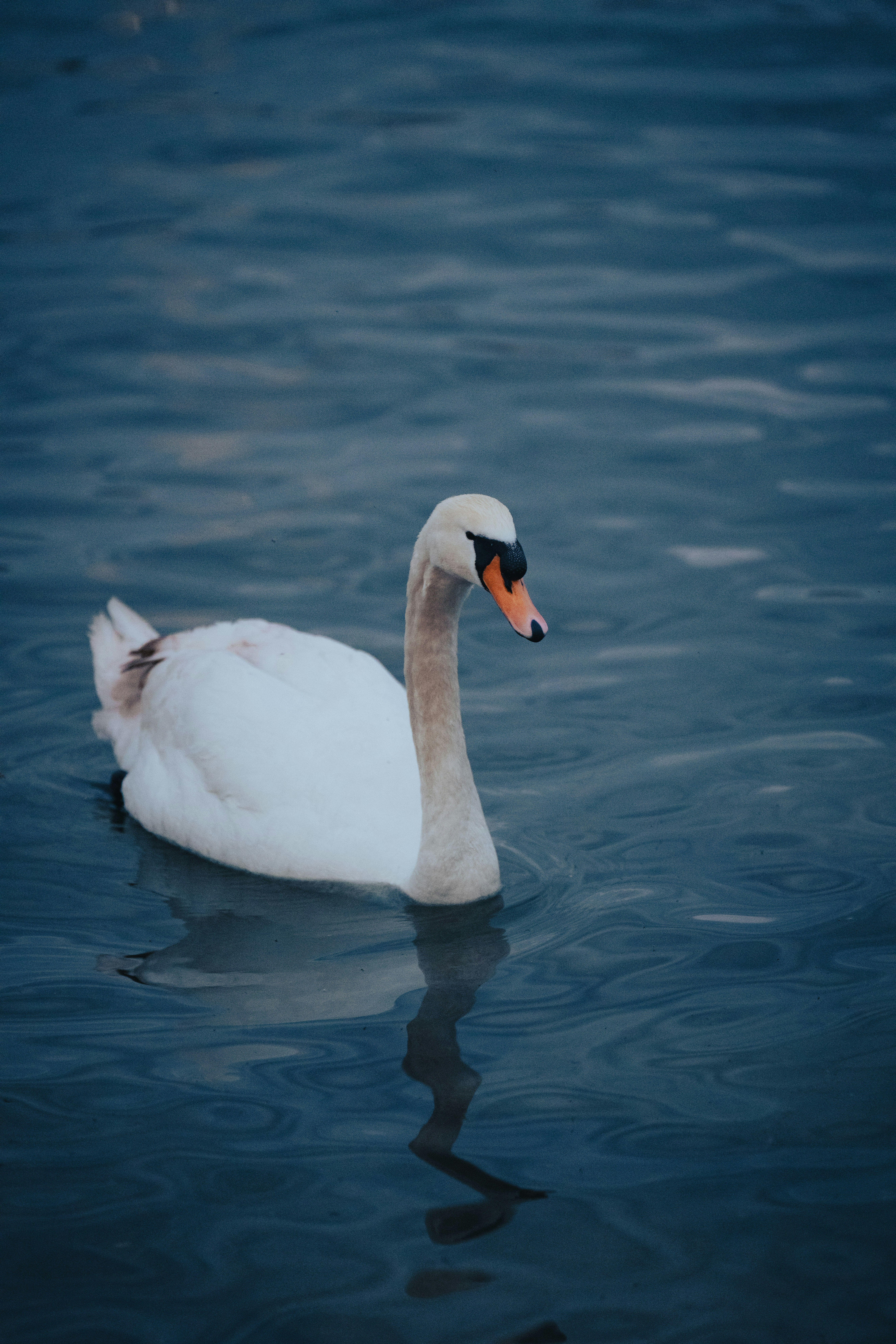 白い白鳥が濃紺の水を泳いでいます。